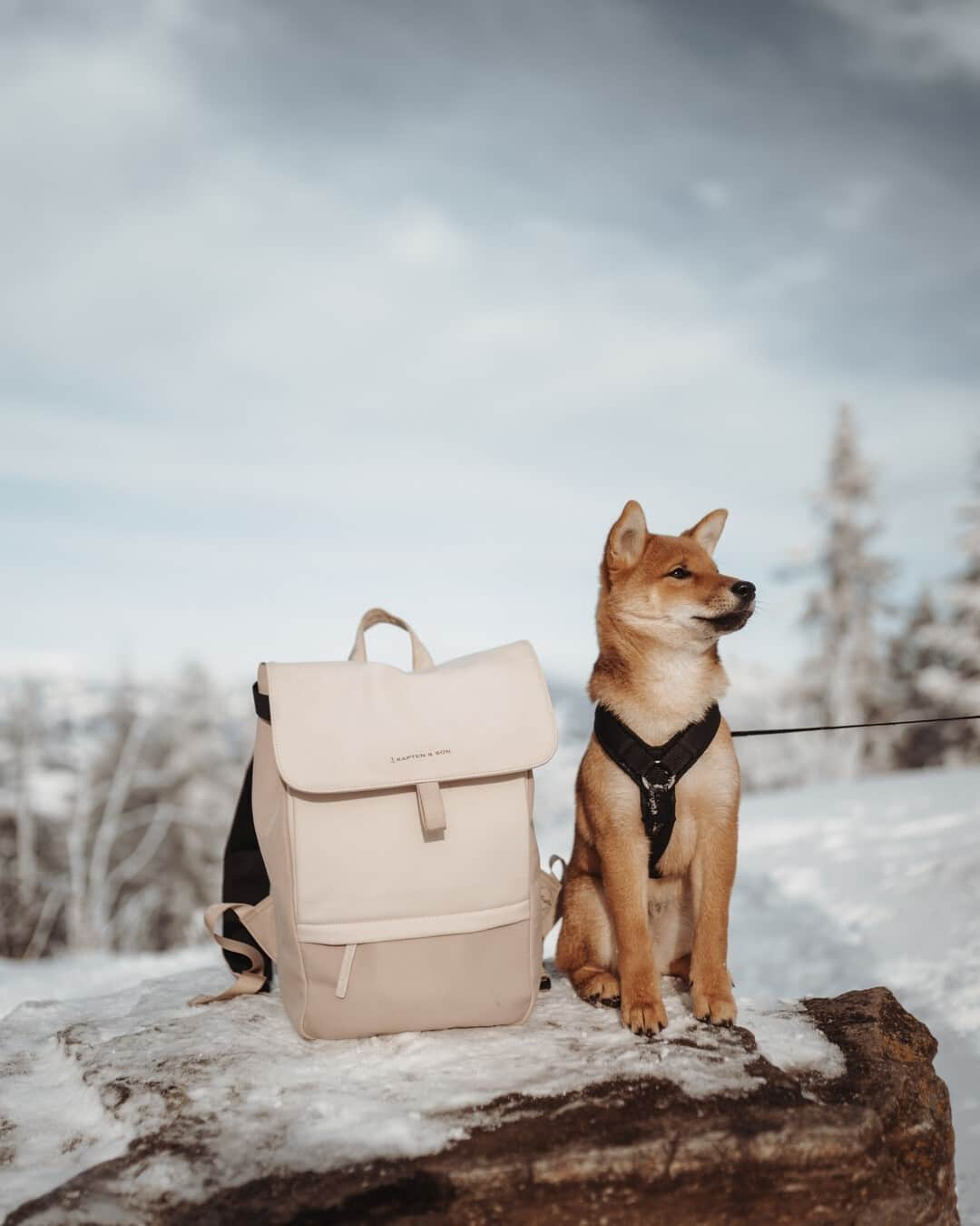 Kapten & Sonさんのインスタグラム写真 - (Kapten & SonInstagram)「Two things we cannot resist: cute dogs and stylish backpacks! 😍 Our Fyn "Taupe" and his best buddy waiting for the next adventurous trip together. 🐶🎒 @yours.mona #bekapten #kaptenandson⁠ .⁠ .⁠ .⁠ #backpack #dog #snow #snowdays #wintermood #walk #happy #outdoors #nature #outdoor #bestbuddies #inspo」2月12日 15時30分 - kaptenandson