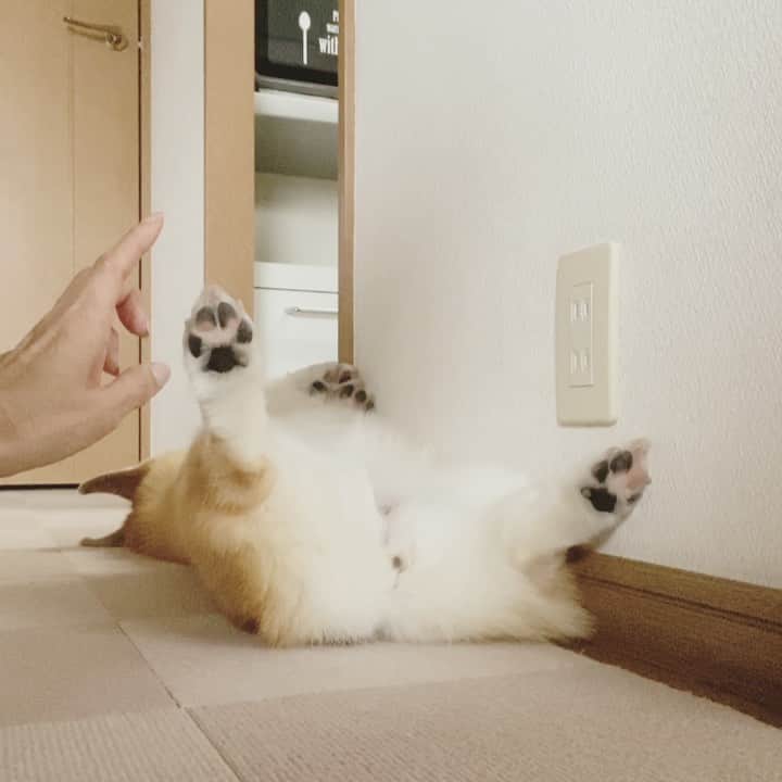 さゆりのインスタグラム：「◡̈⋆2021.2.12.Fri.◡̈⋆ coochie-coochie-coo‼️😅 * ピクっ!‼️🤣🤣😪😪😪😪😪😪💕 * * * * * * *」