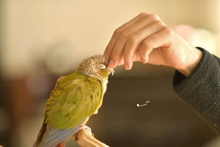 ニコンイメージングジャパン公式さんのインスタグラム写真 - (ニコンイメージングジャパン公式Instagram)「‖ちびちゃんとパパ⠀ Photo by @chibichacoum⠀ https://www.instagram.com/p/CIy8EeeADxq/⠀ *⠀ ニコン機材で撮影された光をテーマにした写真に「 #light_nikon 」をつけてInstagramに投稿いただいた皆さんの作品を本アカウントで紹介させていただきます。⠀ （作品使用に関するガイドラインは本アカウントのプロフィールに記載しているURLからご覧ください）⠀ ⠀ #ニコン #nikon #一眼 #カメラ #camera #nikon📷 #nikonlove  #light_nikon #ホオミドリアカオウロコインコ #インコ⠀ ⠀ ※皆様、政府、自治体など公的機関の指示に従った行動をお願いします。⠀ ⠀ nikonjpでは、写真を「見る楽しみ」を提供することを通して、⠀ 微力ながら皆様にわずかな時間でも癒しをお届けしたいと思っております。⠀ 本アカウントでの投稿を引き続きお楽しみください。」2月12日 16時00分 - nikonjp