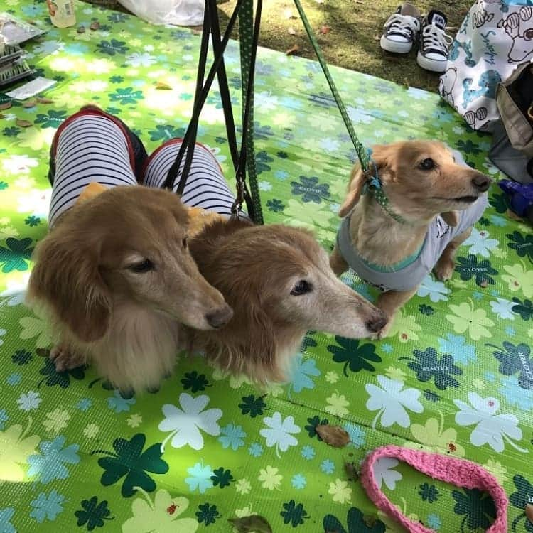 ピックさんのインスタグラム写真 - (ピックInstagram)「お空から🌈こんにちは🐶🐶 我が家の可愛い息子ピックの、８回目の月命日🙏 、 そして、お空組の先輩ビンゴ🐶 、 絶対お空に来るなよ❗リーチって‼️声が聞こえてくるよ😃 、 ビンゴや、ピックの分も リーチもっともっと長生きしておくれよ❤️ 、 @momo.621 ちゃんがね、四年前に初めて出会ったんだねって 可愛い～って思う前にピックのムチムチボディにびっくりこいて(笑) お腹が、地面に付いとる可愛さと❗ もーどれ見ても可愛くてたまらん❗ 、 四年前の、４月22日に はじめましてしてさ、 それが、ピクの誕生日の日と同じで、ほんとに、生まれ変わりなんだなーって‼️ 、 ４月21日で、ig初めて５年 22日に初めてたら、これこそ、奇跡～って思いながら、今日は、ピックの動画をたくさんたくさんみて、おうちで、美味しいもの食べて、甘えていくのかなー 、 可愛くてたまらないピックをみて、今日は、泣かなかった😃 泣かない日もあるんだぞ✨ 、 #月命日 #ずっと忘れない #息子 #igからの出会い #ありがとう #ピクニック #癒しわんこ #パピー #パピー犬 #犬の動画 #犬のいる生活 #ミニチュアダックス #ミニチュアダックスゴールド #いぬすたぐらむ #犬 #いぬ #子犬 #dog #dogstagram #インスタグラム #Instagram #ピック #15歳9ヶ月🌈 #わんわん小学校」2月12日 16時09分 - pick09040904