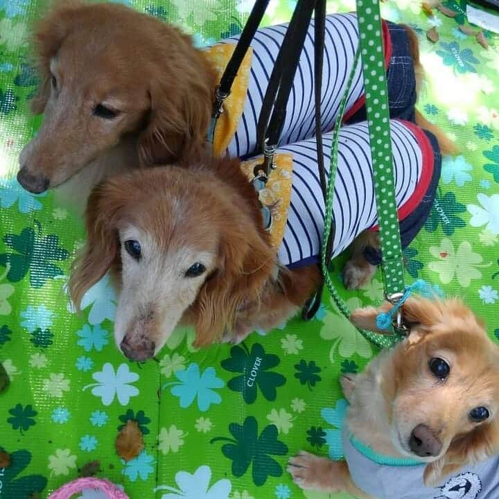 ピックさんのインスタグラム写真 - (ピックInstagram)「お空から🌈こんにちは🐶🐶 我が家の可愛い息子ピックの、８回目の月命日🙏 、 そして、お空組の先輩ビンゴ🐶 、 絶対お空に来るなよ❗リーチって‼️声が聞こえてくるよ😃 、 ビンゴや、ピックの分も リーチもっともっと長生きしておくれよ❤️ 、 @momo.621 ちゃんがね、四年前に初めて出会ったんだねって 可愛い～って思う前にピックのムチムチボディにびっくりこいて(笑) お腹が、地面に付いとる可愛さと❗ もーどれ見ても可愛くてたまらん❗ 、 四年前の、４月22日に はじめましてしてさ、 それが、ピクの誕生日の日と同じで、ほんとに、生まれ変わりなんだなーって‼️ 、 ４月21日で、ig初めて５年 22日に初めてたら、これこそ、奇跡～って思いながら、今日は、ピックの動画をたくさんたくさんみて、おうちで、美味しいもの食べて、甘えていくのかなー 、 可愛くてたまらないピックをみて、今日は、泣かなかった😃 泣かない日もあるんだぞ✨ 、 #月命日 #ずっと忘れない #息子 #igからの出会い #ありがとう #ピクニック #癒しわんこ #パピー #パピー犬 #犬の動画 #犬のいる生活 #ミニチュアダックス #ミニチュアダックスゴールド #いぬすたぐらむ #犬 #いぬ #子犬 #dog #dogstagram #インスタグラム #Instagram #ピック #15歳9ヶ月🌈 #わんわん小学校」2月12日 16時09分 - pick09040904