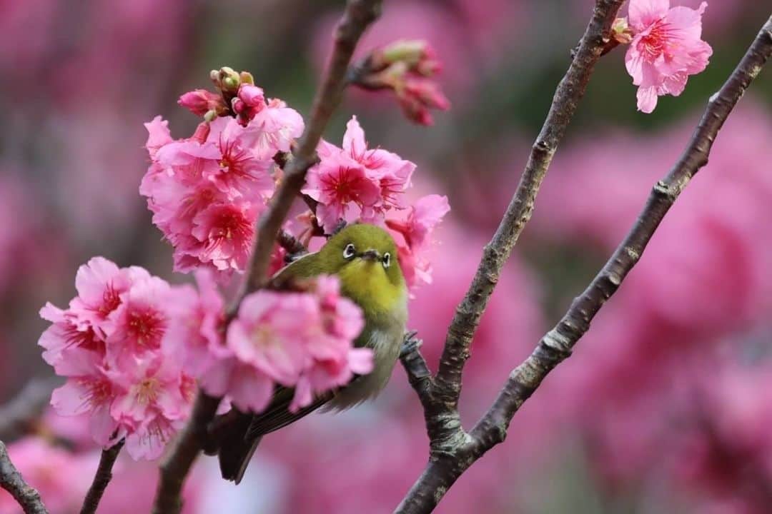 小笠原村観光局のインスタグラム：「. いつもご覧いただきありがとうございます！ #ogasawalove のハッシュタグを付けて投稿してくださった素敵な写真を紹介します。  本日の作品は @ogasawara_one さんのお写真です。  👇🏝コメントも一部ご紹介します。🏝👇  晴天が続いて気持ちのいい日々が続いている小笠原です。  風は北よりでちょっと涼しいけど、陽射しは暖かく、寒緋桜が満開になりました。  花の蜜を求めて蜜蜂やメジロが集まってきています。  そんな姿を観察しながら、#のんびり と日向ぼっこ とお花見をしてみました。  #野鳥 #自然が好き #自然が好きな人と繋がりたい  #寒緋桜 #お花見 #植物 #花 #メジロ #🌸  📅PostDate：February.2021 📍 #小笠原諸島 #父島  📸素敵なお写真をありがとうございます📸  小笠原に春が来た！！🌸 #ogasawalove に集まる投稿が桜で華やかになる季節到来です♪ 逆さまになっても吸えるよ♪ っという姿も見られる可愛らしい野鳥たちの姿も必見です！  #ogasawalove なあなたも、暖かな小笠原の春の花々と出会えますように！✨ ． ■□■□■□■□■□■□  あなたの小笠原の写真に#ogasawalove のハッシュタグを添えて投稿してくださいね。 当アカウントでご紹介させていただきます！  それでは次回の投稿もお楽しみに♪﻿ ﻿  ■□■□■□■□■□■□」
