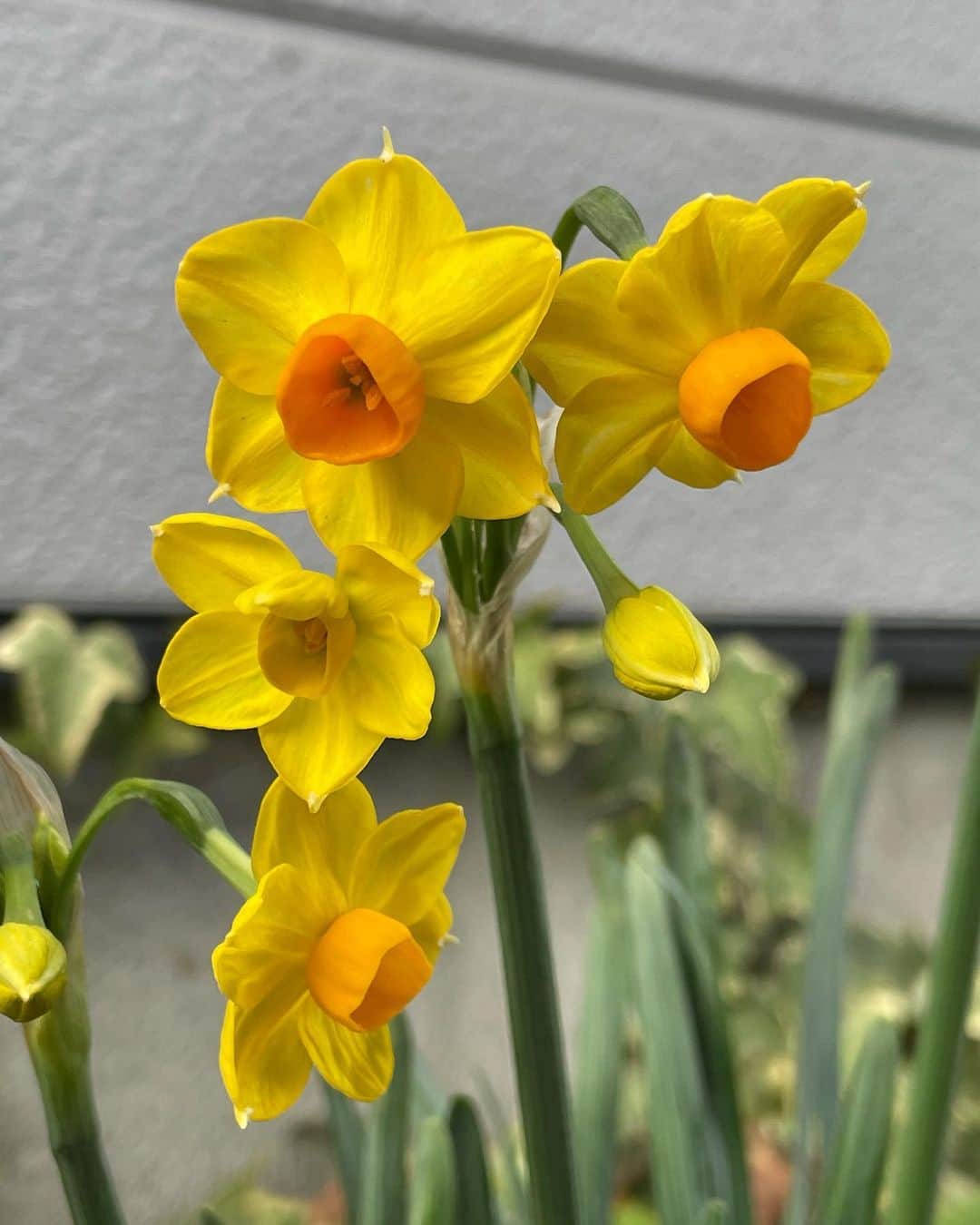小笠原正典さんのインスタグラム写真 - (小笠原正典Instagram)「花の春が もうそこまで。 今日の大分市は 15℃まで上がったようです。  小手毬(コデマリ)の葉🌿が 出てきました。  先日、開花前の様子を ご紹介した水仙も 今日はこんな感じ。😀  レンテンローズ (クリスマスローズ)も 花が開いたものがあります。  わが家の今日の様子。  #花のある暮らし  #緑のある暮らし」2月12日 16時15分 - masanori.ogasahara