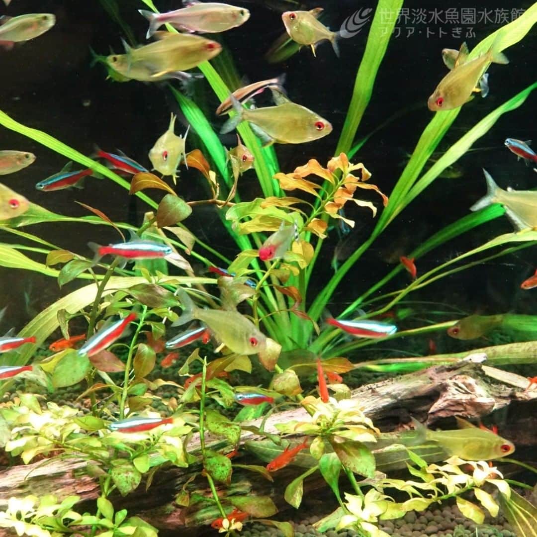 世界淡水魚園水族館 アクア・トト ぎふのインスタグラム：「小型カラシンなどが泳ぐ水槽です。  メコン川やアマゾン川の巨大な魚たちに圧倒された後、順路の最後の方にあるため「この水槽はほっとするわぁ」とお客様がひとこと。  そうですよね、大きさ違いすぎますもんね。」
