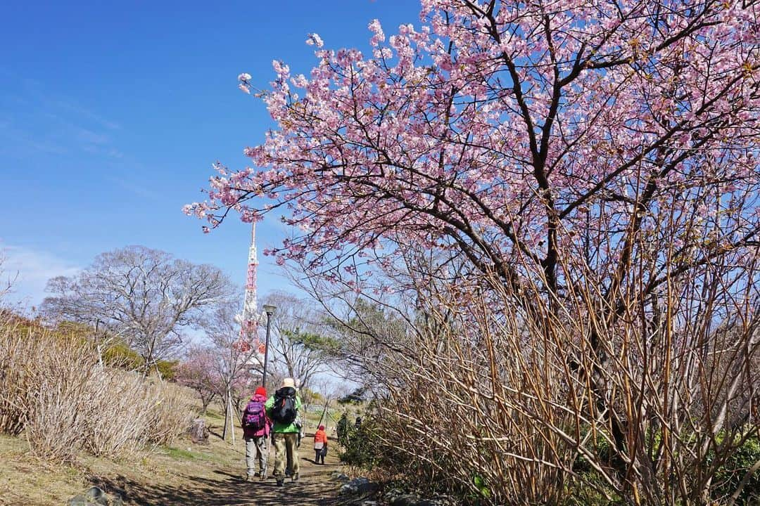 平塚市さんのインスタグラム写真 - (平塚市Instagram)「* 今週ラストは、湘南平から 早咲きの河津桜をお届けします。 *** #手をつなぎたくなる街 #hiratsukagood #hiratsuka#平塚 #湘南平#テレビ塔 #桜#さくら#サクラ #河津桜#早咲き #桜の花#🌸 #cherryblossom #春の訪れ #春#もうすぐ春 #週末の過ごし方 #日々#暮らし #instagramjapan#igersjp」2月12日 16時37分 - hiratsukagood