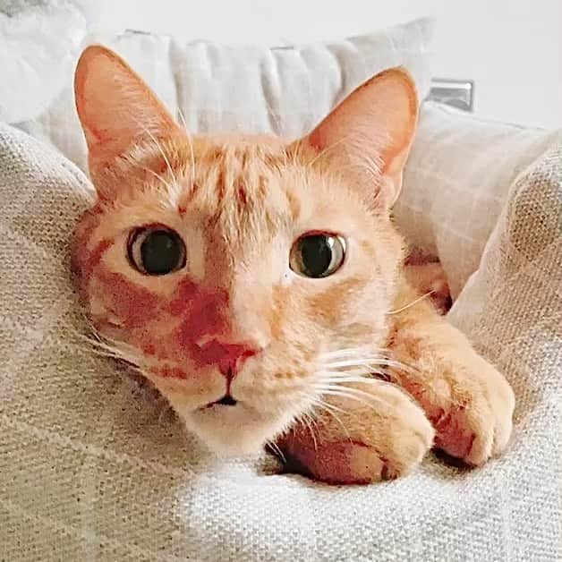 Katetsaiのインスタグラム：「麥摳鼻子靈敏到連除夕的剩菜都聞的出來 Michael has a good nose. even new year’s eve has leftovers,he can smell it.  #就貪吃啦講成這樣 #你跟吉美誰最貪吃 #兩貓不分軒輊 #大年初一大家恭喜發財  #cat #neko #ネコ #ねこ #猫  #Michaelfansclub #麥摳Michael #catsofinstagram #katetsaivideo」