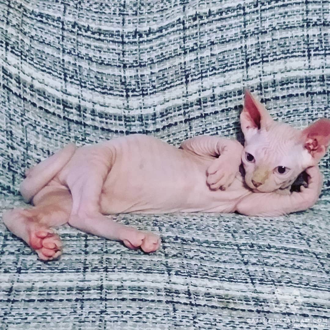 Cats of Instagramのインスタグラム：「From @isithesphynx #catsofinstagram」