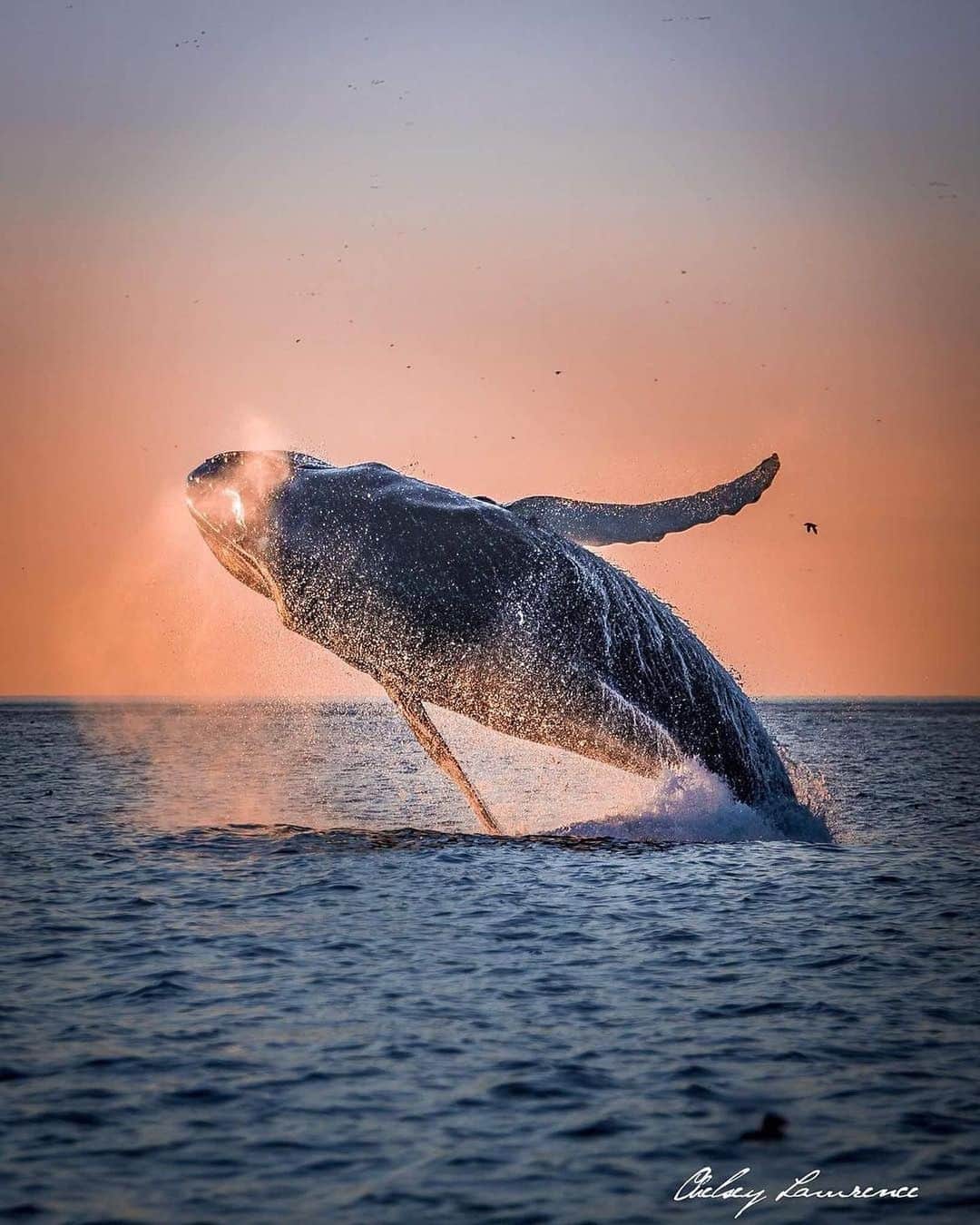 Explore Canadaのインスタグラム：「This week's #CanadaSpotlight touches on two of Canada’s great travellers, humpback and gray whales! This is part one of a three part series touching on animals that travel long distances regularly in or through Canada.⁠⠀ ⁠⠀ Each spring humpback and gray whales embark on one of nature's most phenomenal journeys travelling thousands of kilometres north to Canadian waters to reconnect with their summer feeding grounds. ⁠⠀ ⁠⠀ North Atlantic Humpback Whales (📸 1 & 2)⁠⠀ ⁠⠀ Travelling over 5,000 kilometres (3,100 miles) from the tropics, humpbacks make their way north to feeding grounds in and around Newfoundland and Labrador. A natural acrobat, humpbacks regularly leap out of the water only to create massive splash moments later. Scientists aren’t entirely sure why they do this, some think the whales are trying to wash off parasites but others think they do it just for fun!⁠⠀ ⁠⠀ Western Gray Whales (📸 3 & 4)⁠⠀ ⁠⠀ Off the coast of Vancouver Island’s west coast you can watch these gentle giants as they make their incredible annual 16,000+ kilometre (10,000+ mile) journey north. In fact, Gray Whales are such great travellers that they currently hold the world record for the longest known migration of a mammal! To truly appreciate their immense size it’s recommended that you take a scenic float plane tour where you can see their entire body among the aquamarine glow of the Pacific.⁠⠀ ⁠⠀ *Know before you go! Check the most up-to-date travel restrictions and border closures before planning your trip and if you're travelling in Canada, download the COVID Alert app to your mobile device.*⁠⠀ ⁠⠀ 📷: @chelseylawrencephotography, Barrett & MacKay Photography, @jeremykoreski, @marcuspaladino⁠⠀ ⁠⠀ 📍: @newfoundlandandlabrador, @hellobc, @tourismvancouverisland, @tourismtofino, @tourismucluelet⁠⠀ ⁠⠀ #CanadaNice #ExploreCanada」