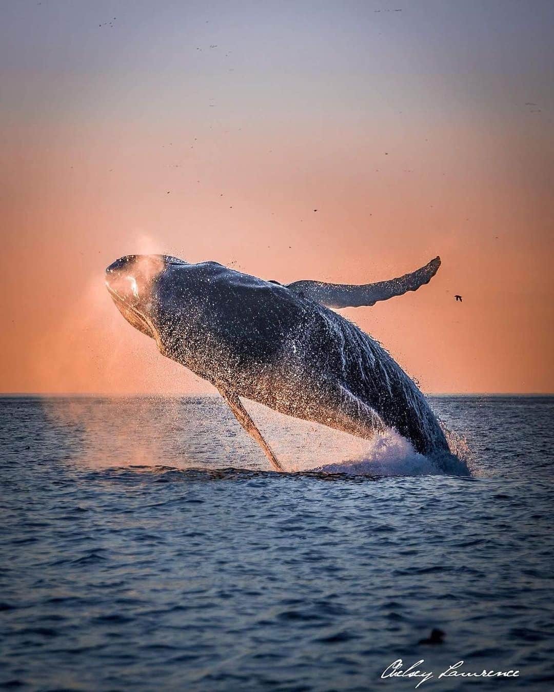 Explore Canadaさんのインスタグラム写真 - (Explore CanadaInstagram)「This week's #CanadaSpotlight touches on two of Canada’s great travellers, humpback and gray whales! This is part one of a three part series touching on animals that travel long distances regularly in or through Canada.⁠⠀ ⁠⠀ Each spring humpback and gray whales embark on one of nature's most phenomenal journeys travelling thousands of kilometres north to Canadian waters to reconnect with their summer feeding grounds. ⁠⠀ ⁠⠀ North Atlantic Humpback Whales (📸 1 & 2)⁠⠀ ⁠⠀ Travelling over 5,000 kilometres (3,100 miles) from the tropics, humpbacks make their way north to feeding grounds in and around Newfoundland and Labrador. A natural acrobat, humpbacks regularly leap out of the water only to create massive splash moments later. Scientists aren’t entirely sure why they do this, some think the whales are trying to wash off parasites but others think they do it just for fun!⁠⠀ ⁠⠀ Western Gray Whales (📸 3 & 4)⁠⠀ ⁠⠀ Off the coast of Vancouver Island’s west coast you can watch these gentle giants as they make their incredible annual 16,000+ kilometre (10,000+ mile) journey north. In fact, Gray Whales are such great travellers that they currently hold the world record for the longest known migration of a mammal! To truly appreciate their immense size it’s recommended that you take a scenic float plane tour where you can see their entire body among the aquamarine glow of the Pacific.⁠⠀ ⁠⠀ *Know before you go! Check the most up-to-date travel restrictions and border closures before planning your trip and if you're travelling in Canada, download the COVID Alert app to your mobile device.*⁠⠀ ⁠⠀ 📷: @chelseylawrencephotography, Barrett & MacKay Photography, @jeremykoreski, @marcuspaladino⁠⠀ ⁠⠀ 📍: @newfoundlandandlabrador, @hellobc, @tourismvancouverisland, @tourismtofino, @tourismucluelet⁠⠀ ⁠⠀ #CanadaNice #ExploreCanada」2月13日 2時26分 - explorecanada