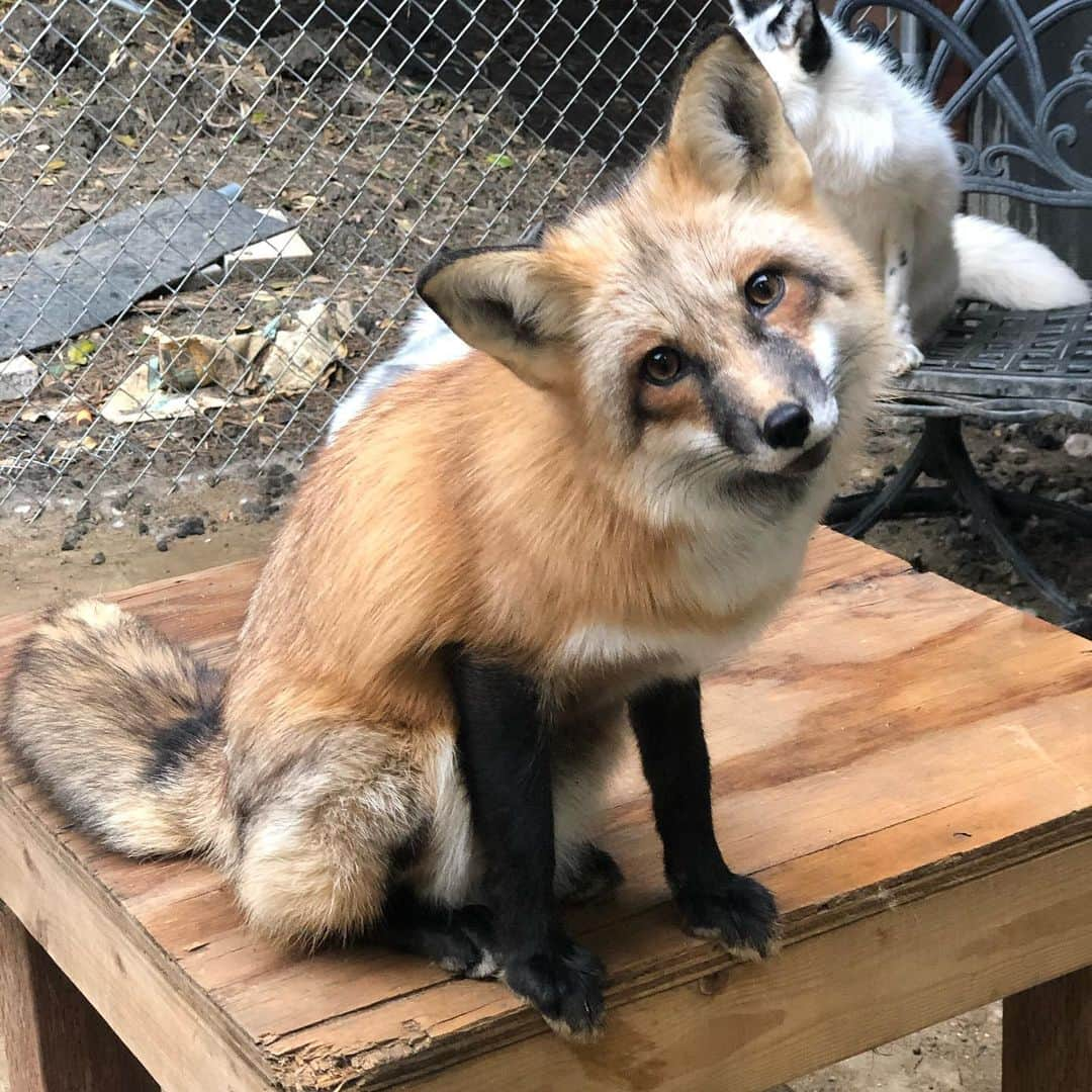 Rylaiのインスタグラム：「Libby girl!  . Libby is one of our US captive bred fox rescues.  Likely you will never meet Libby girl. She falls more on the fight vs flight continuum.  She is all sassy and loud, screaming at everyone and everything she meets!  When our trainer, Melissa, first met her, she came in 100 mph running around the room, hugging the walls while circling her, screaming and yelling. Then she came running up and bit her boot.... while screaming.  Melissa being an experienced trainer both in exotics and dogs, was well prepared to handle and bring some calm to the situation.  Likely 99.9999% of people would do the wrong thing and cause the situation to worsen.  . Of course, Libby, relies on her instincts to survive. While she is captive bred and likely her ancestors all came from years of being selectively bred in fur farms and possibly even wild caught, she is not domesticated for friendliness towards humans. Corn can be domesticated, but it doesn’t make corn like people more.... it means it has been selectively bred for a trait humans desired. For foxes bred in fur farms, they are bred for coat quality and color.  This does not make them friendly around people, good pets, or even good Ambassadors animals.  . We need to put an end to fur farming. Pet fox breeders are often time also fur farmers. If not, the majority have gotten their breeding pairs from fur farmers, supporting their work.  Purchasing foxes from fur farmers supports fur farming regardless of how you want to twist it. Supporting celebrities who wear fur suppers fur farming. Supporting stores that sell real@fur, supports fur farming. This needs to be a hard line.  There are plenty of animals facing extinction that could benefit from conservation efforts... ending fur farming and the fur for fashion allows us to focus our attention on other animals facing a dire future. This is a no brainer.... this should be an easy animal to save!!  . . #furfree #furfarming #furisdead #endfurfarming #stop #fashion #responsible #ethical #foxes #canids #jabcecc #sandiego #animals #conservation #animal #animallovers #morality」