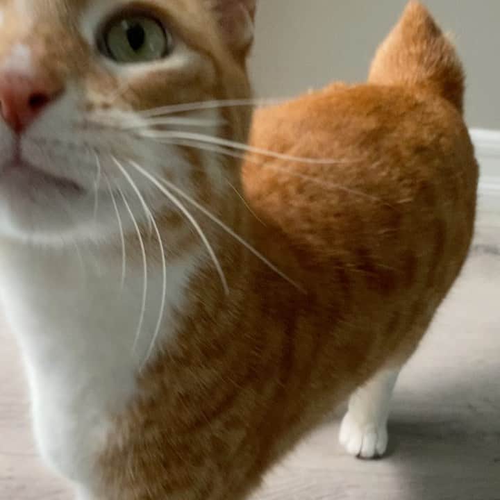 City the Kittyのインスタグラム：「Yum yum.   #hungrycat #funnycat」
