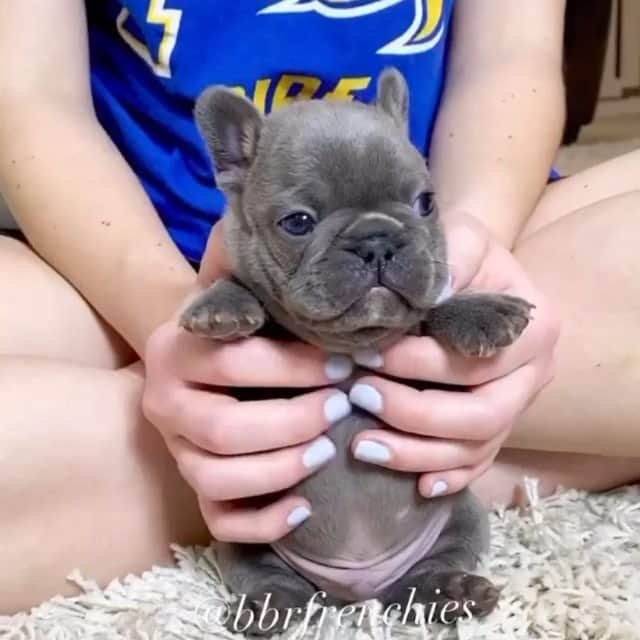 French Bulldogのインスタグラム