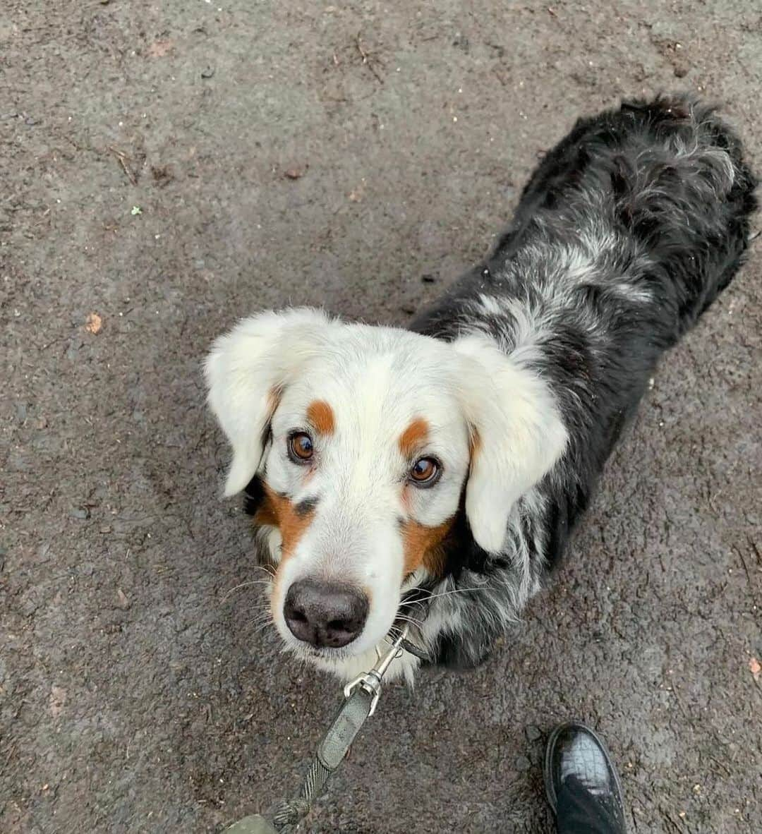 animalsさんのインスタグラム写真 - (animalsInstagram)「This is Fanny. She has a rare skin condition called vitiligo, causing her hair to depigment. Such a beautiful dog.. Don't you agree? 🤎 Photos by: @fannyasfresh」2月13日 3時36分 - babyanmlpics