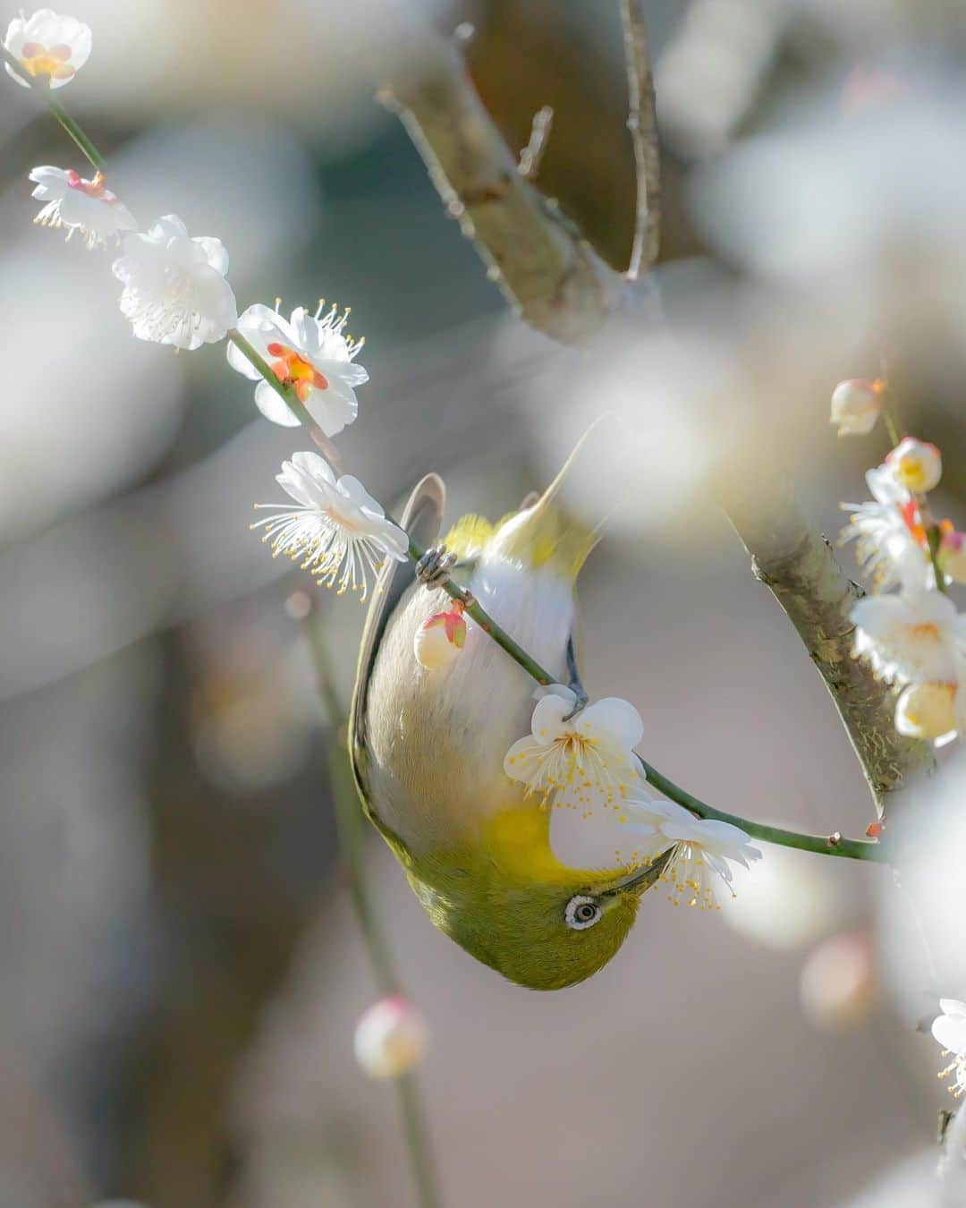 のインスタグラム：「梅の花の蜜はどんな味がするのだろう White eye and Plum blossoms」