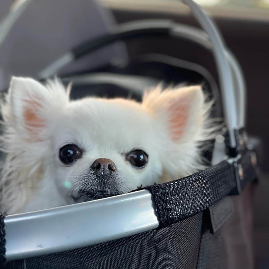 kayoのインスタグラム：「* * * みーちゃん4回目の入院…😢 * * ガンバレ… * * Mikan❤️ * * #chihuahua#chihuahualove#dogstgram#dog#instadog#チワワ#チワワ大好き#チワワのいる暮らし * * *」