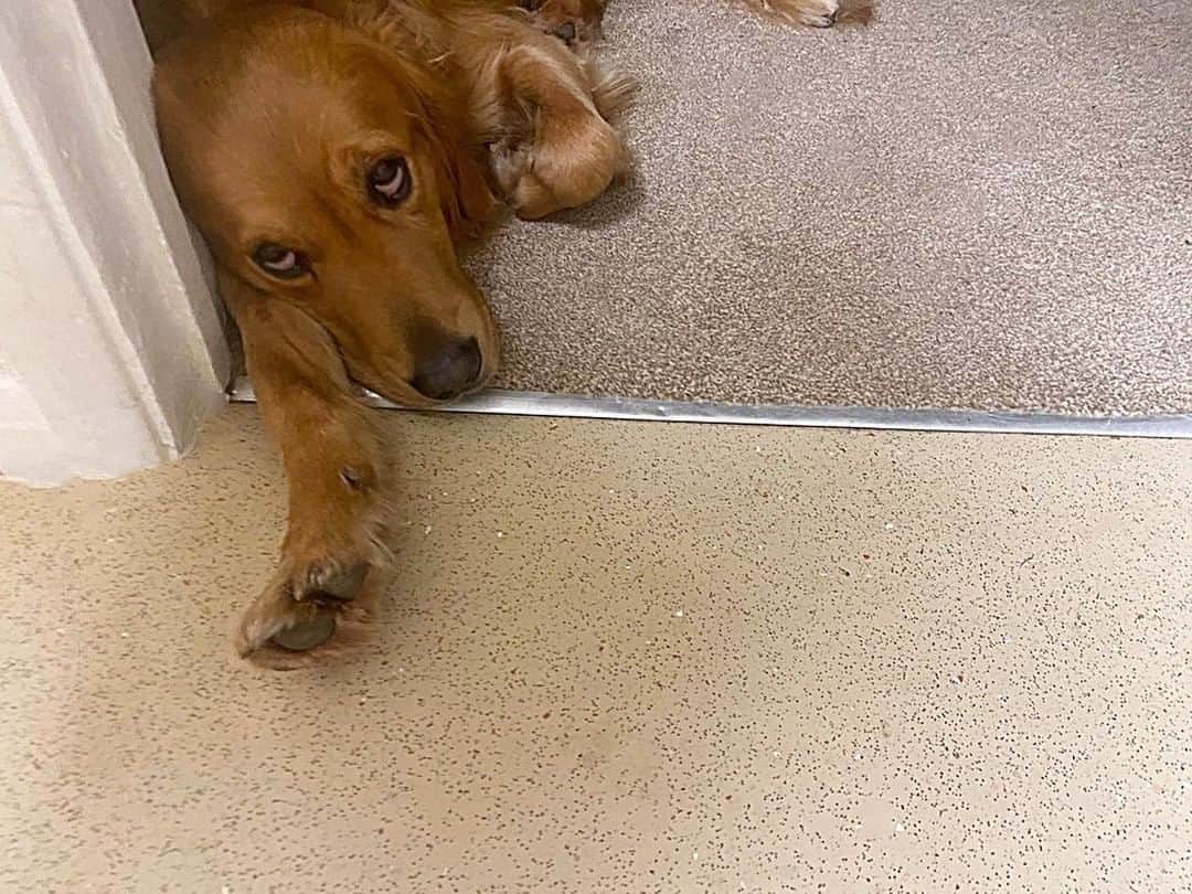8crapさんのインスタグラム写真 - (8crapInstagram)「“Not allowed in the kitchen so he snuck a paw in 👀🥺” - Want to get featured like him? Join “The Barked Club” on FACEBOOK and post something now! 👉 barked.com - 📷 @hugoandursula - #TheBarkedClub #barked #dog #doggo #GoldenRetriever」2月12日 19時00分 - barked