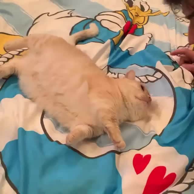 のインスタグラム：「Quick charge after a long working day⠀ ⠀ 🎥@myuuuuchan_1116⠀ ⠀ #meowed #myuuuuchan_1116 #gingercat #munchkin #japan #🇯🇵 #かわいい#癒し #マンチカン #ねこ動画 #猫動画 #猫 #短足部」