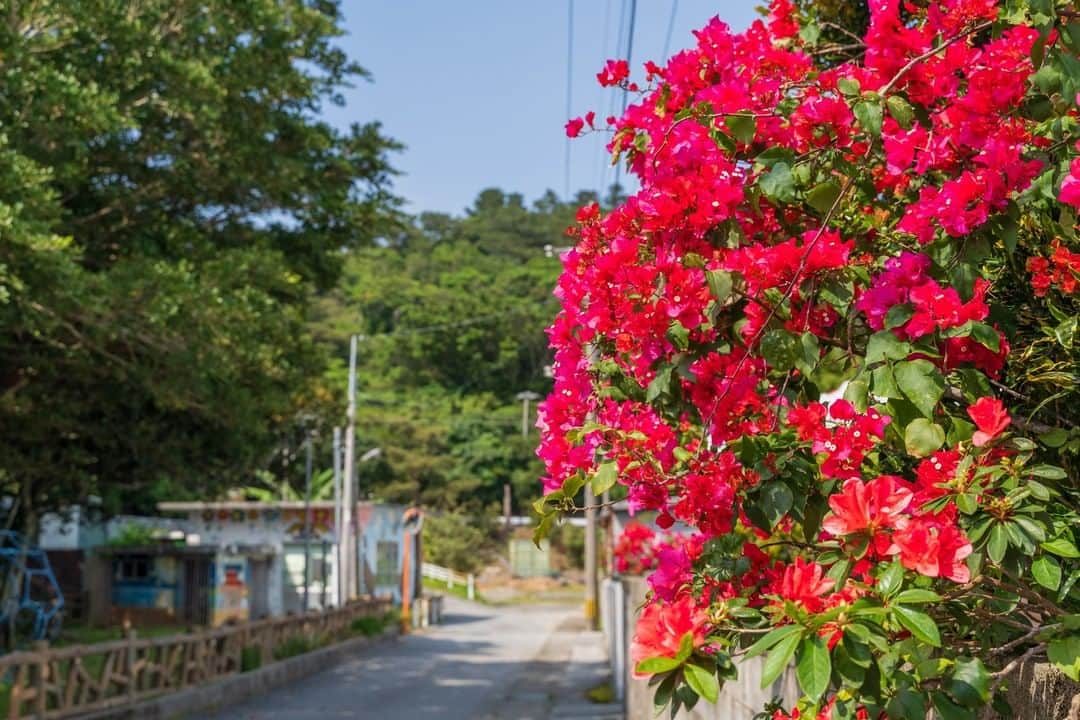 おきなわLikesさんのインスタグラム写真 - (おきなわLikesInstagram)「沖縄を彩る花々の1つ『ブーゲンビリア』 空や海のブルーに映える色とりどりの花々は、旅の思い出を極彩色に染めてくれます🌺 定番の南国の花から、沖縄にしかない固有種、なかなかお目にかかれない幻の花など、 沖縄に来たらぜひ沖縄の花々にも目を向けてみてくださいね🌺  さて、ブーゲンビリアには「赤・ピンク・白・紫」などがあります。 今日のお写真のブーゲンビリアは『赤』なので、今日は赤い色のブーゲンビリアの花言葉をご紹介いたします😊  赤いブーゲンビリアの花言葉は… 「情熱」 「あなたしか見えない」  まさに！意中のお相手にピッタリですね💏 これから、沖縄でプロポーズや結婚記念日などをご検討中で、演出でお困りの方は是非参考にしてみてくださいね🌺 まさに、忘れられない1コマになるはず！間違いなしです😍❤️  #ブーゲンビリア #花 #花言葉 #おきなわLikes #沖縄 #okinawa #japan」2月12日 19時02分 - okinawa_likes