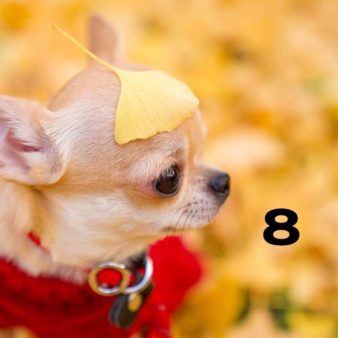 Kiyoさんのインスタグラム写真 - (KiyoInstagram)「♔ Miké ♔ @yukiemukai クッキーちゃんの 18歳のお誕生日まであと8日です Yukieさん パパさん お兄ちゃんもファイト〜💪🏻 ♔ #puppy#puppies#puppiesofinstagram#dogs#dogsofinstagram#dogstagram#doglover#dogsofinstaworld#dog_features#instadog#instagramdogs#ilovemydog#chihuahua#chihuahuasofinstagram#chihuahualove#chihuahualife#dogsofbark#weeklyfluff#barked#animalsco#IGersJP#instagramjapan#todayswanko#pecoいぬ部#チワワ部#チワワ#スムチー#decocoの子はみんな可愛すぎる#クッキー親分応援団 ♔」2月12日 19時05分 - toratama