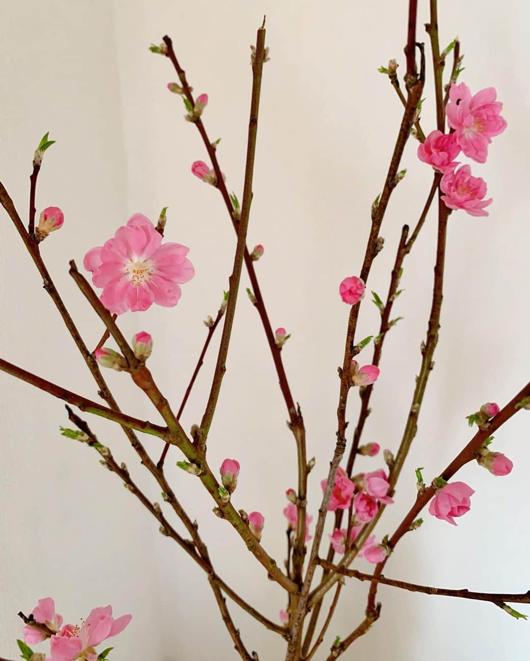 ochikeronさんのインスタグラム写真 - (ochikeronInstagram)「Not a bad idea to get some blossom branches at home 🌸」2月12日 19時08分 - ochikeron