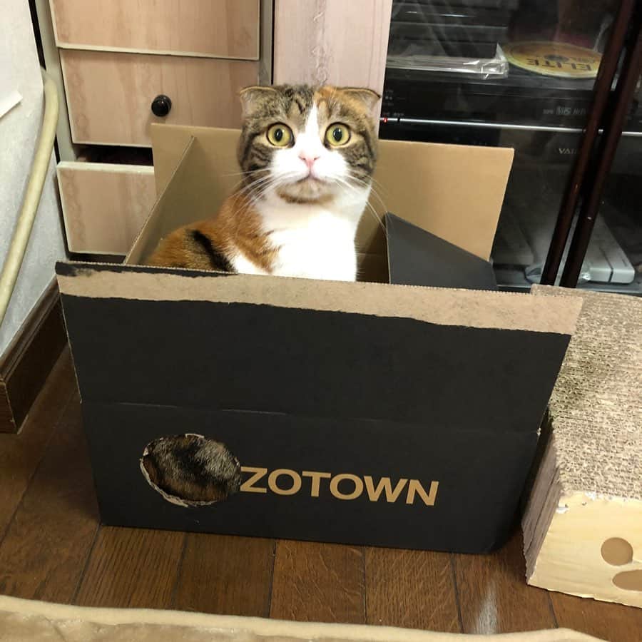 コテツのインスタグラム：「2021/2/12 おはっちゃんいないと思ったら部屋の隅で箱に入ってました ZOをくり抜いたのはここから顔出すかなと思ったからですw . #ブルータスの猫特集  #箱入り猫  おはつ1歳♀ 箱大好き」