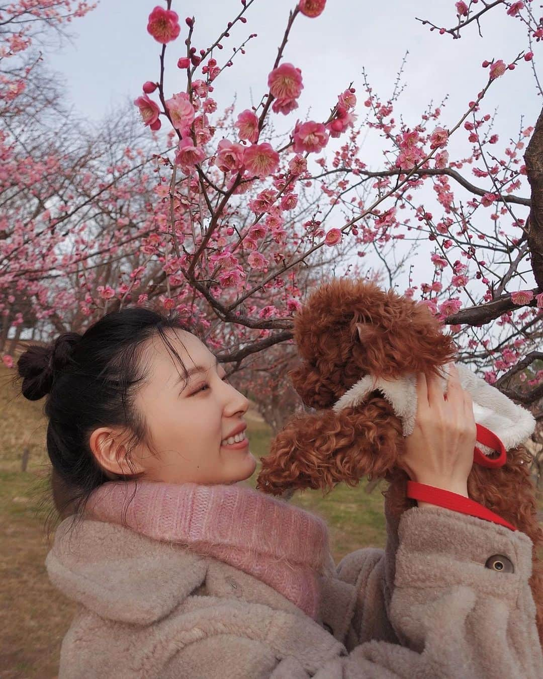 茉莉さんのインスタグラム写真 - (茉莉Instagram)「💗☺️ . . . 梅の花が咲いていました🌸 少しずつ春が近づいている〜！ 暖かくなったらもっとたくさん遊びに行こうね🐶 . . #犬投稿#トイプードル#愛犬#子犬#いぬのいる暮らし#お散歩#梅の花#開花#春はもうすぐ#🌸💗」2月12日 19時21分 - mari._xx