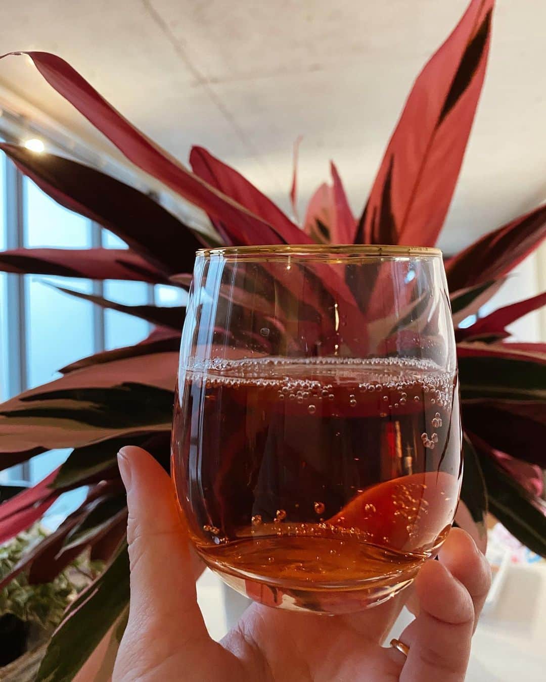 のインスタグラム：「Friday🌙 明日は土曜日か〜🌿☺️ 週末も天気が良さそうで嬉しい❤️  お家のカラテアトリオスターと 同じ色だったので🍷 お酒じゃなくてジュース☺️笑 やっぱり可愛い色💕 お店でも、再再再々？入荷してます❤️  @lily_green_coffeestand   今日もお仕事だった方も 学校だった方も 育児を頑張っていらっしゃる方も、、 皆さんお疲れ様です✨  今日もお客様にお会いできて 嬉しかったです💕  #カラテアトリオスター #観葉植物 #観葉植物のある暮らし #LILY」