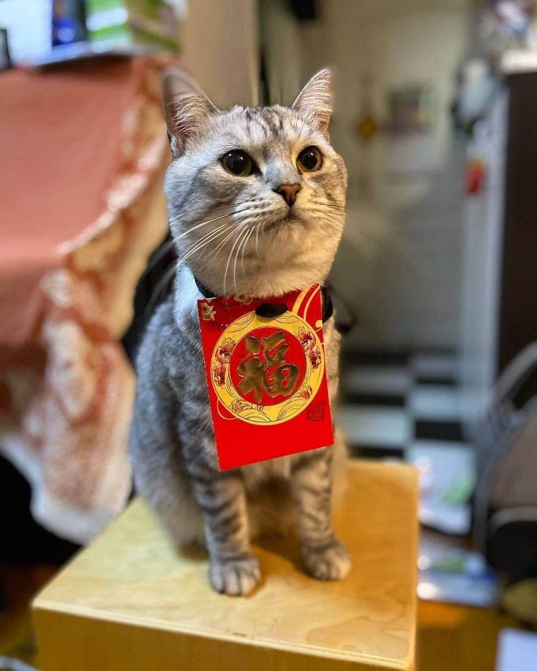 Aww Clubさんのインスタグラム写真 - (Aww ClubInstagram)「Happy Lunar New Year 🐮  📷@cloud.the.mousehunter @88petsmart  @peanut.devil.hazel.nuts  @catlov3rrr  @eggtartmak  @fatsiamese  @kiumeow_q  @cherie.meow  @looklookdatdatmeow  @iamnono_simba     #meowed #happynewyear #lunanewyear #發財貓 #恭喜發財 #罐罐常來 #罐罐常滿 #要雞有雞 #要醬有醬 #萬事如意 #年初一  #新年貓 #利是 #🧧 #利利是是 #猫写真 #貓星人 #貓主子 #貓奴 #貓貓 #貓日常」2月12日 19時29分 - meowed