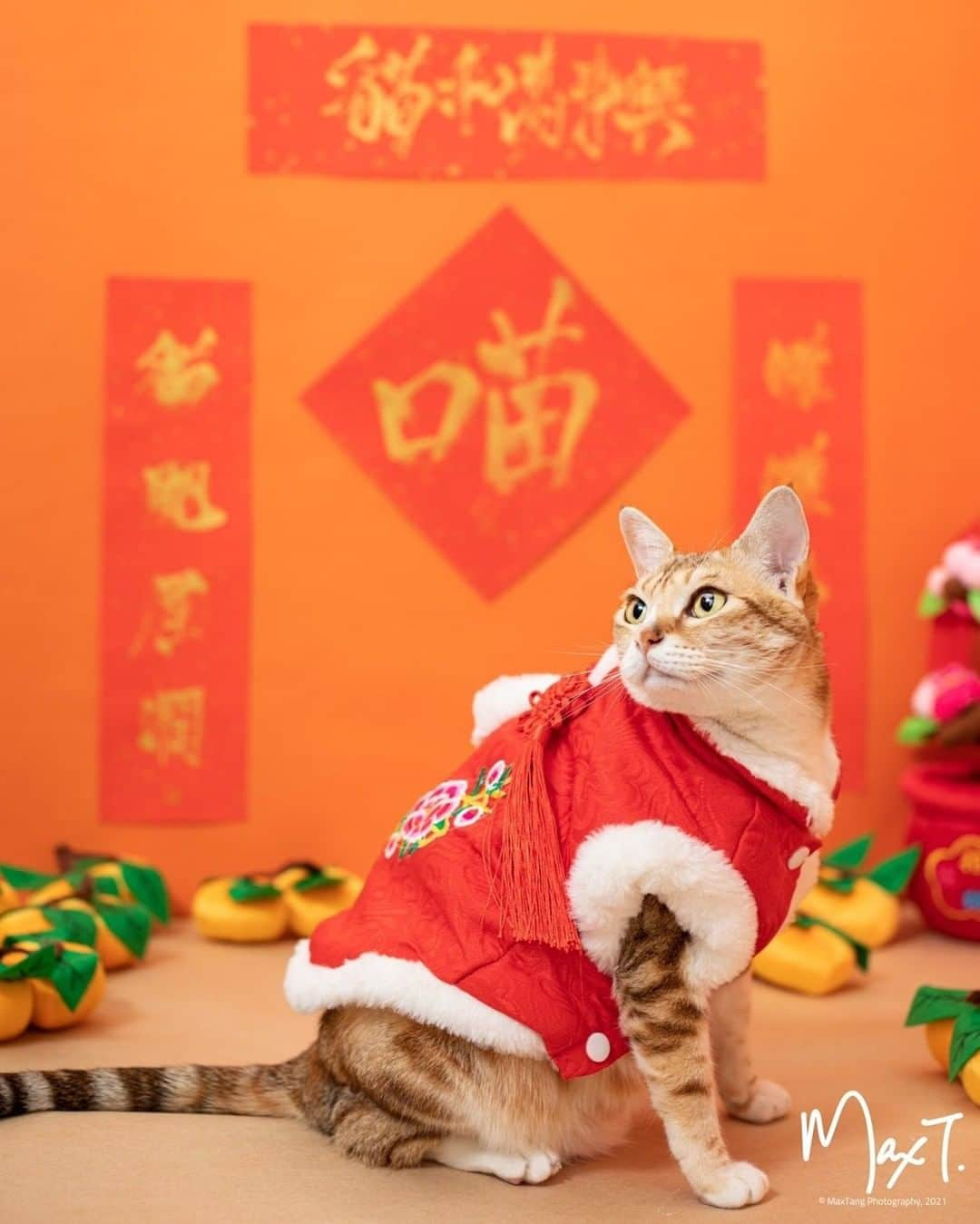 Aww Clubさんのインスタグラム写真 - (Aww ClubInstagram)「Happy Lunar New Year 🐮  📷@cloud.the.mousehunter @88petsmart  @peanut.devil.hazel.nuts  @catlov3rrr  @eggtartmak  @fatsiamese  @kiumeow_q  @cherie.meow  @looklookdatdatmeow  @iamnono_simba     #meowed #happynewyear #lunanewyear #發財貓 #恭喜發財 #罐罐常來 #罐罐常滿 #要雞有雞 #要醬有醬 #萬事如意 #年初一  #新年貓 #利是 #🧧 #利利是是 #猫写真 #貓星人 #貓主子 #貓奴 #貓貓 #貓日常」2月12日 19時29分 - meowed