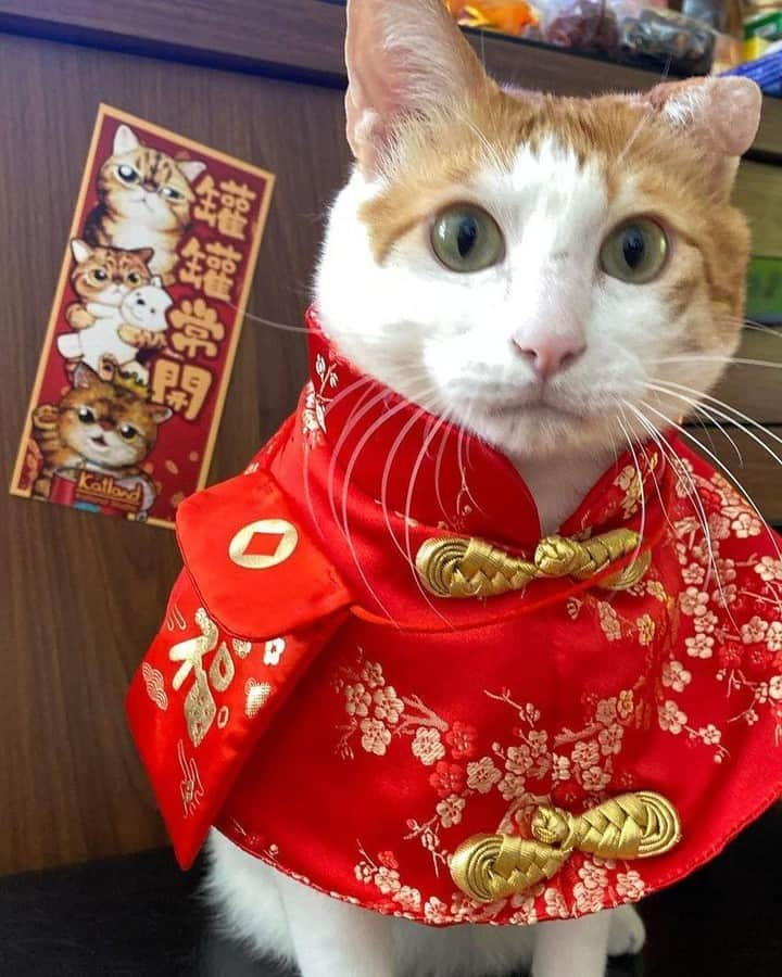 Aww Clubさんのインスタグラム写真 - (Aww ClubInstagram)「Happy Lunar New Year 🐮  📷@cloud.the.mousehunter @88petsmart  @peanut.devil.hazel.nuts  @catlov3rrr  @eggtartmak  @fatsiamese  @kiumeow_q  @cherie.meow  @looklookdatdatmeow  @iamnono_simba     #meowed #happynewyear #lunanewyear #發財貓 #恭喜發財 #罐罐常來 #罐罐常滿 #要雞有雞 #要醬有醬 #萬事如意 #年初一  #新年貓 #利是 #🧧 #利利是是 #猫写真 #貓星人 #貓主子 #貓奴 #貓貓 #貓日常」2月12日 19時29分 - meowed