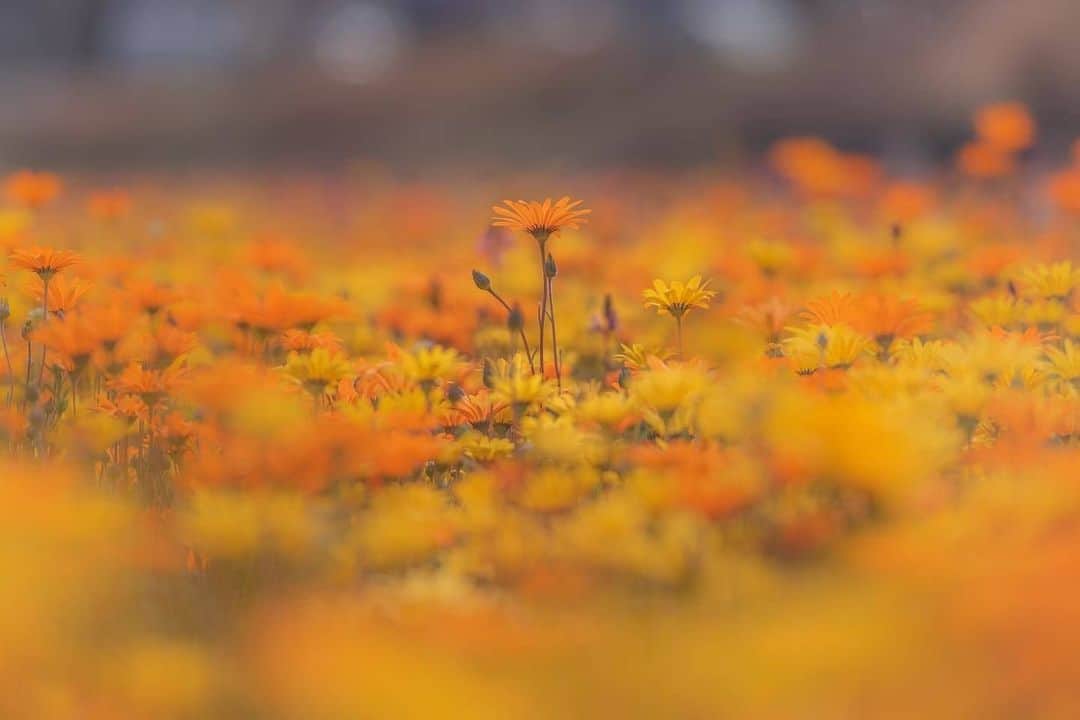 花の写真館のインスタグラム：「Photo by @sanga3.⠀ https://instagram.com/sanga3/⠀ .⠀ Original Post[投稿いただいたURL]⠀ https://www.instagram.com/p/CK6OecnADZ6/⠀ .⠀ 本アカウントは、 #私の花の写真 をつけてInstagramに投稿された皆さまの花の写真や、「花の写真館」Facebookページで投稿された花の写真を紹介します。⠀ 「花の写真館」Facebookページは、「 @floral.photograph 」のプロフィールにあるURLからご覧ください。⠀ .⠀ ※各自、政府、自治体など公的機関の指示に従った行動をお願いします。⠀⠀ 東京カメラ部および分室では、写真を「見る楽しみ」を提供することを通して、微力ながら皆様にわずかな時間でも癒しをお届けしたいと思っております。⠀ ※本アカウントは東京カメラ部がFacebook、Instagramのサービスを利用して運営しているもので、Facebook社・Instagramとは一切関係ありません。⠀ .⠀ #花の写真館 #floralphotograph #floralphoto #flower #flowers⠀ Follow: @floral.photograph」