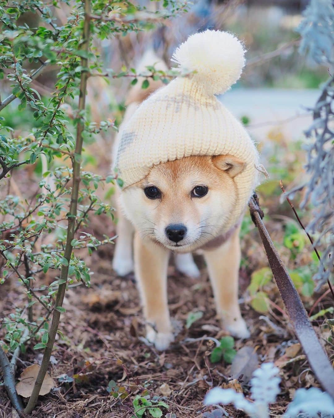 豆柴にこちゃんさんのインスタグラム写真 - (豆柴にこちゃんInstagram)「🐶 先週のみっちゃんとの ピクミン散歩の時の写真つづき。 @mitsumame_shibasta  ラスト２枚は行きの車内🚗 最近たまは運転席を覗きたがる。  #柴犬#豆柴#pecoいぬ部#犬#shibastagram#petstagram#犬#犬のいる暮らし#shibainu#dog#mameshiba#pecotv#いぬのきもち部#しばいぬ#しばけん#こいぬ#シバイヌ#狗#ペット#子犬#puppy#pet#시바견#강아지#개#instacute#barked#9gag#9gagpets」2月12日 19時42分 - nikochan.mame48