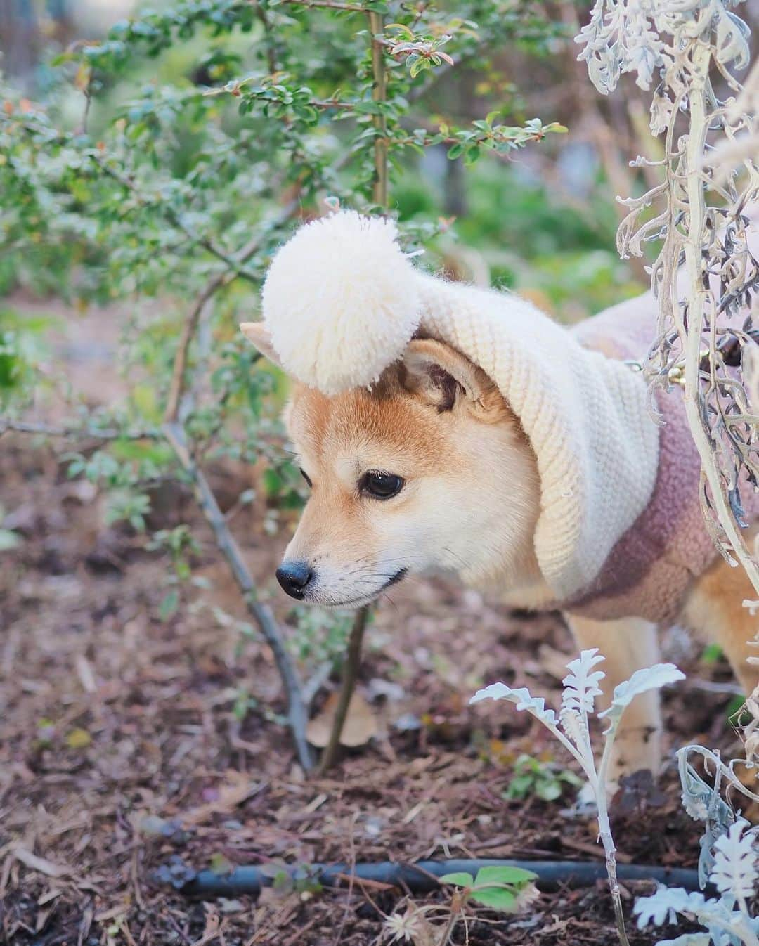 豆柴にこちゃんさんのインスタグラム写真 - (豆柴にこちゃんInstagram)「🐶 先週のみっちゃんとの ピクミン散歩の時の写真つづき。 @mitsumame_shibasta  ラスト２枚は行きの車内🚗 最近たまは運転席を覗きたがる。  #柴犬#豆柴#pecoいぬ部#犬#shibastagram#petstagram#犬#犬のいる暮らし#shibainu#dog#mameshiba#pecotv#いぬのきもち部#しばいぬ#しばけん#こいぬ#シバイヌ#狗#ペット#子犬#puppy#pet#시바견#강아지#개#instacute#barked#9gag#9gagpets」2月12日 19時42分 - nikochan.mame48