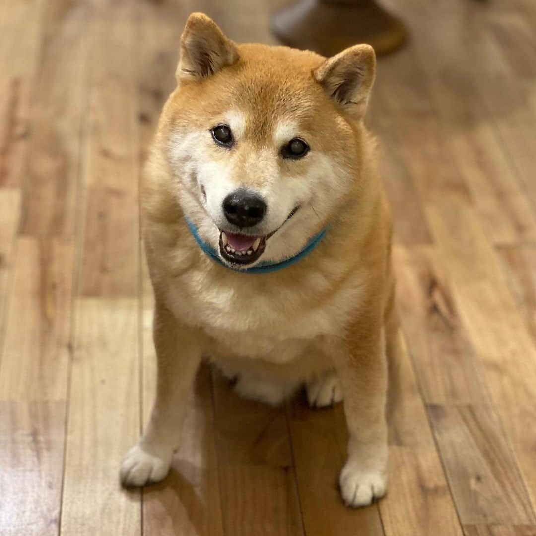 まる（まるたろう）のインスタグラム：「祝你新年快乐! ✨🐶🐮✨中国は今お正月なんだって？ #みんなご馳走食べてるかな #我が家も何かあるかな☺️ #パパは丑年なんだよね #ゴリラっぽいけど」