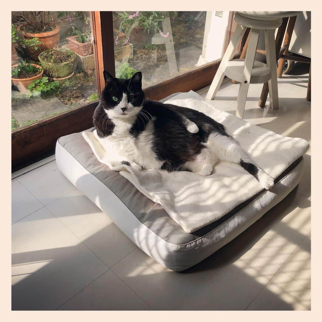 パンといっぴきのインスタグラム：「#元保護猫 #ハチワレ #白黒猫 #blackandwhitecat #tuxedocat」