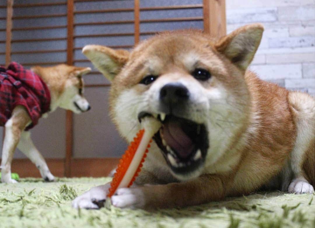 柴犬たま Shibainu Tamaさんのインスタグラム写真 - (柴犬たま Shibainu TamaInstagram)「カミカミする時はやっぱり気が緩むコイ坊😅(笑)  それを冷ややかな目で見るウニ😂😂 ﻿﻿﻿ Caption trans🇬🇧﻿﻿﻿ Koi makes a funny face when he is chewing on a toy because it catches him off guard😅(lol) And that's what Uni is calmly watching😂😂 ﻿ #たま家族 #柴犬ミケ #ミケママ #柴犬コイ #柴犬ウニ #おしゅし兄弟 #マヌケ顔 #まぬけ顔 #間抜け顔 #カミカミ #ふわもこ #かなりひし形﻿ #柴犬 #shiba #shibainu #shibastagram #犬 #dog #多頭飼い」2月12日 19時43分 - tama7653