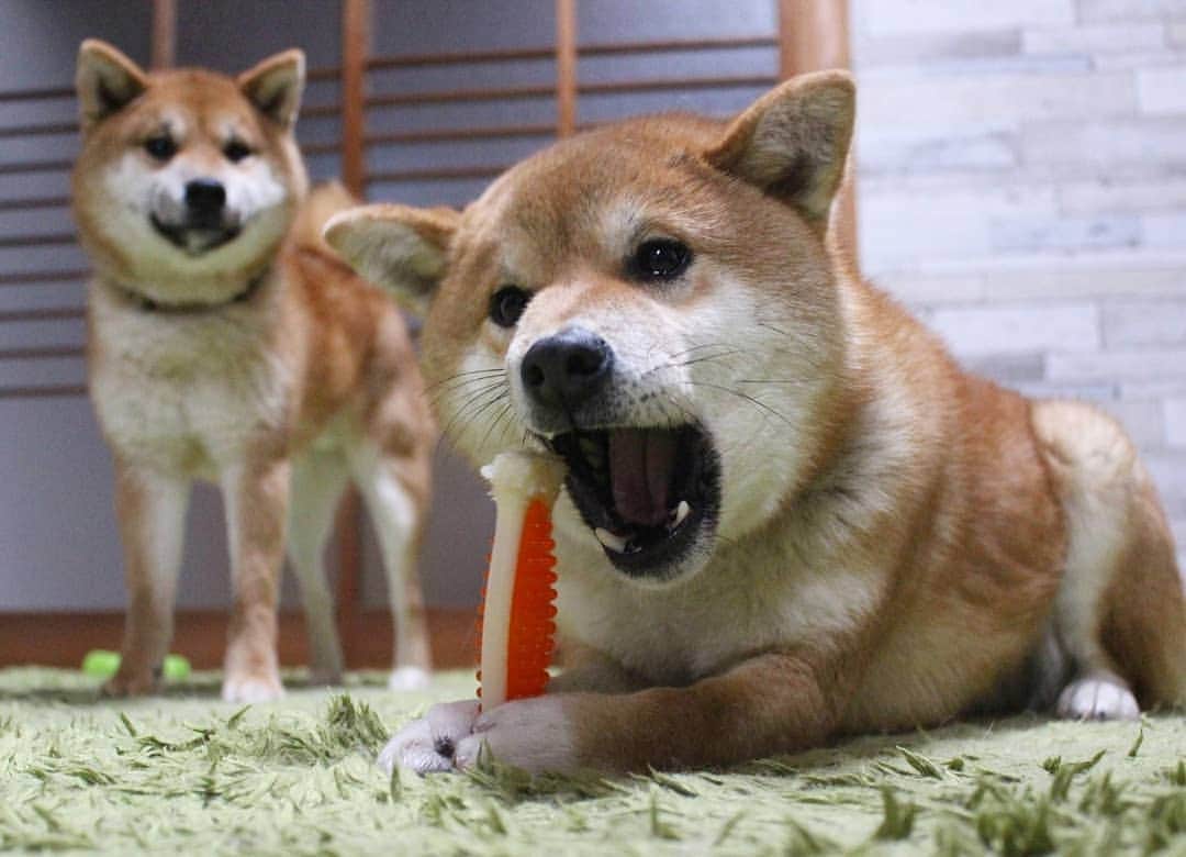 柴犬たま Shibainu Tamaさんのインスタグラム写真 - (柴犬たま Shibainu TamaInstagram)「カミカミする時はやっぱり気が緩むコイ坊😅(笑)  それを冷ややかな目で見るウニ😂😂 ﻿﻿﻿ Caption trans🇬🇧﻿﻿﻿ Koi makes a funny face when he is chewing on a toy because it catches him off guard😅(lol) And that's what Uni is calmly watching😂😂 ﻿ #たま家族 #柴犬ミケ #ミケママ #柴犬コイ #柴犬ウニ #おしゅし兄弟 #マヌケ顔 #まぬけ顔 #間抜け顔 #カミカミ #ふわもこ #かなりひし形﻿ #柴犬 #shiba #shibainu #shibastagram #犬 #dog #多頭飼い」2月12日 19時43分 - tama7653