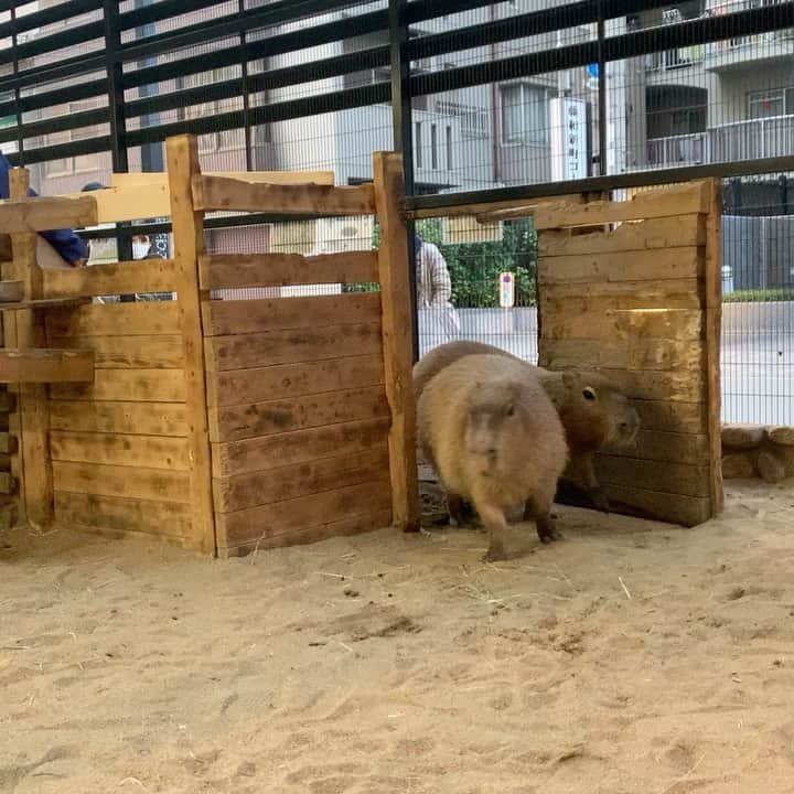 大阪ECO動物海洋専門学校のインスタグラム：「最近カピバラ夫婦の投稿をなまけておりました😳💦 変わらず仲良く一緒に暮らしています❣️  #カピバラ #カピバラ夫婦 #大阪ECO #大阪ECO動物海洋専門学校 #動物 #専門学校 #動物飼育 #動物園 #水族館 #飼育員 #ドルフィントレーナー #アクアリスト #動物看護師 #トリマー #ドッグトレーナー #トリミング #犬 #animal #dog」