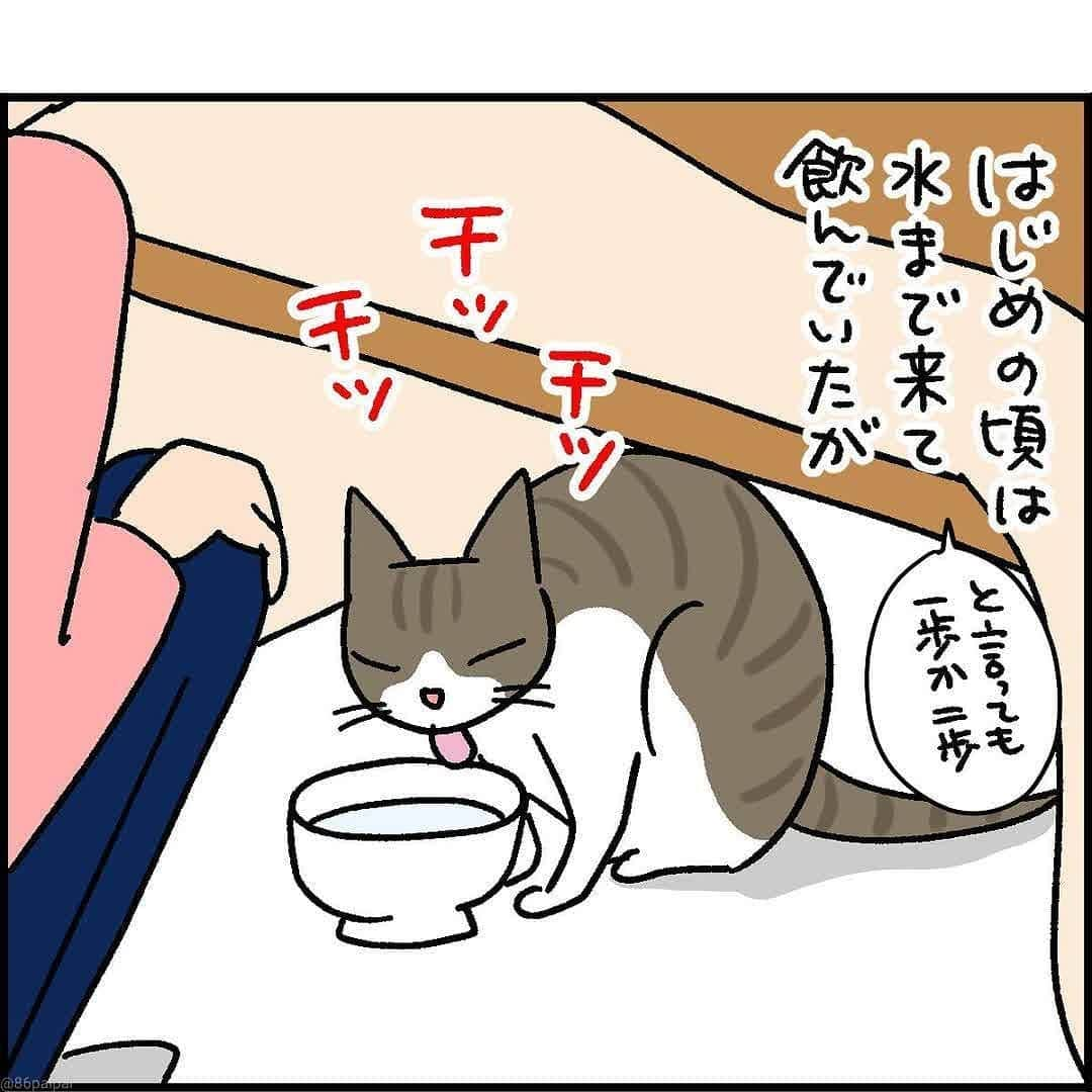 猫壱（ねこいち•ネコイチ）さんのインスタグラム写真 - (猫壱（ねこいち•ネコイチ）Instagram)「【#猫マンガ 】 ▫ お水デリバリーになれてきたのかな😁 ▫ ▫ #猫あるある #冬の脱水対策は大切 ▫ ▫ :::::::::#猫壱 ::::::: 猫壱は猫と人との暮らしの向上を目指して猫グッズの開発に取り組んでいます♪ きなこちゃんが使っている商品は#ハッピーダイニング　#脚付きウォーターボウル　猫柄　でした✨ ▫ 気になる方は @necoichicojp をチェックしてみてくださいね！ ▫ ▫ 【Special thank-you @86palpal 💕💕💕💕】」2月12日 20時07分 - necoichicojp