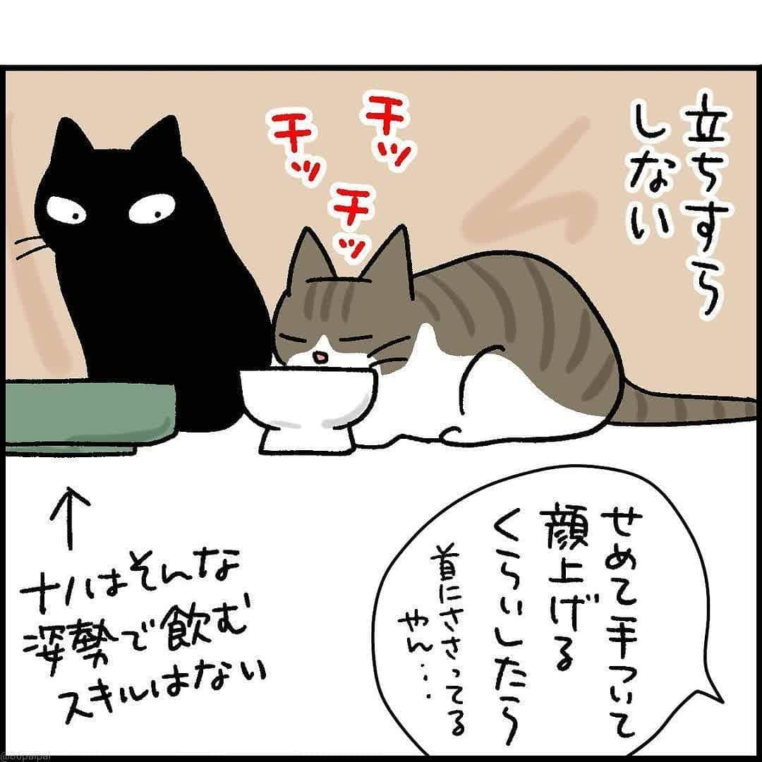 猫壱（ねこいち•ネコイチ）さんのインスタグラム写真 - (猫壱（ねこいち•ネコイチ）Instagram)「【#猫マンガ 】 ▫ お水デリバリーになれてきたのかな😁 ▫ ▫ #猫あるある #冬の脱水対策は大切 ▫ ▫ :::::::::#猫壱 ::::::: 猫壱は猫と人との暮らしの向上を目指して猫グッズの開発に取り組んでいます♪ きなこちゃんが使っている商品は#ハッピーダイニング　#脚付きウォーターボウル　猫柄　でした✨ ▫ 気になる方は @necoichicojp をチェックしてみてくださいね！ ▫ ▫ 【Special thank-you @86palpal 💕💕💕💕】」2月12日 20時07分 - necoichicojp