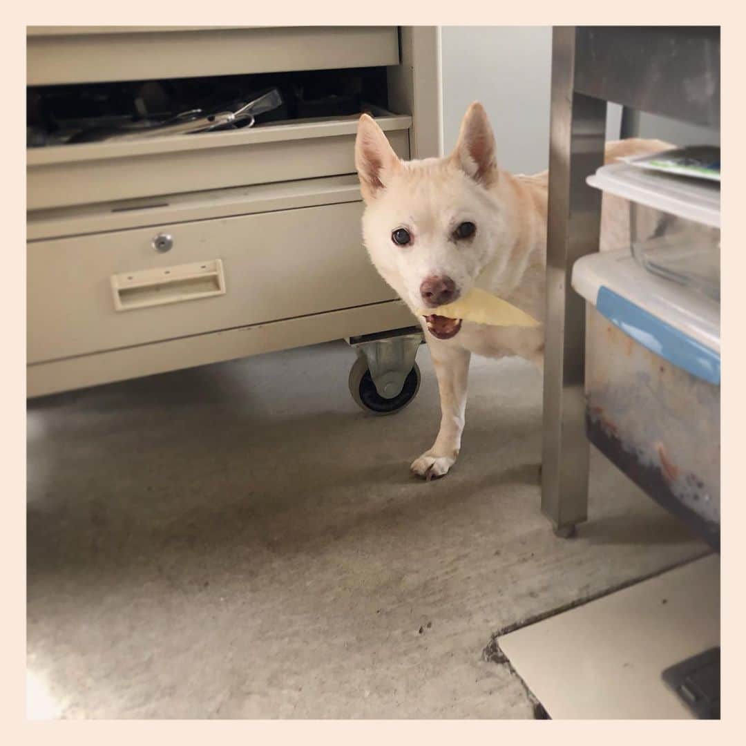 パンといっぴきのインスタグラム：「どこに宝物（シープイヤー）を隠そうかとウロウロ。  #元保護犬 #雑種犬 #crossbreed #mixdog #キップル14歳」