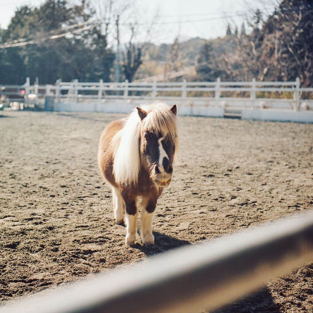 のインスタグラム：「Hi, pony 🐴  ドライブ中 チビポニーを見つけて 遠くからiPhoneでも撮ったけど どうしても愛機で撮りたくて 声をかけて撮らせてもらった  するとオーナーのおじいさん オールドカメラだね〜 懐かしいなぁと笑顔で話す様子に 私も嬉しくって Tさん待たせてることすっかり忘れて オールドカメラトーク（笑）  Rolleiがつないでくれる あたたかいひととき  突然やってくる 私の写欲スイッチに Tさん車で静かに待機（笑）  #miki_travel_life #rolleilife #rolleiflex #1枚目がRolleiflex #2枚目がiPhone」