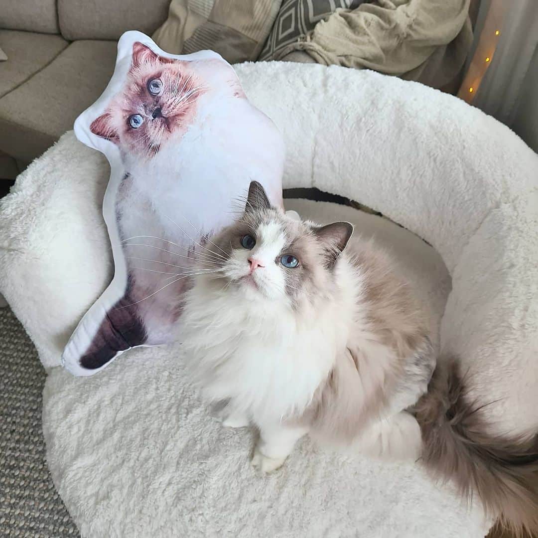 Princess Auroraのインスタグラム：「always together ❤   If you've lost a furbaby, we'd highly recommend getting a pillow of your angel made. It's comforting to have him as a pillow in our livingroom. A nice daily reminder of him. I sometimes hold the pillow in my arms and take it to a mirror to see our reflection together. We used to pick him up and do that all the time, he was so curious of himself. Grief is weird and strange but this has made it a bit easier. 😇  #cats #catsofinstagram #cats_of_instagram #ragdoll #ragdollsofinstagram #ragdollcat #fluffy #fluffycat #princephillip #meow #meowstagram #meowed #cat #princessaurora #rip #grief」