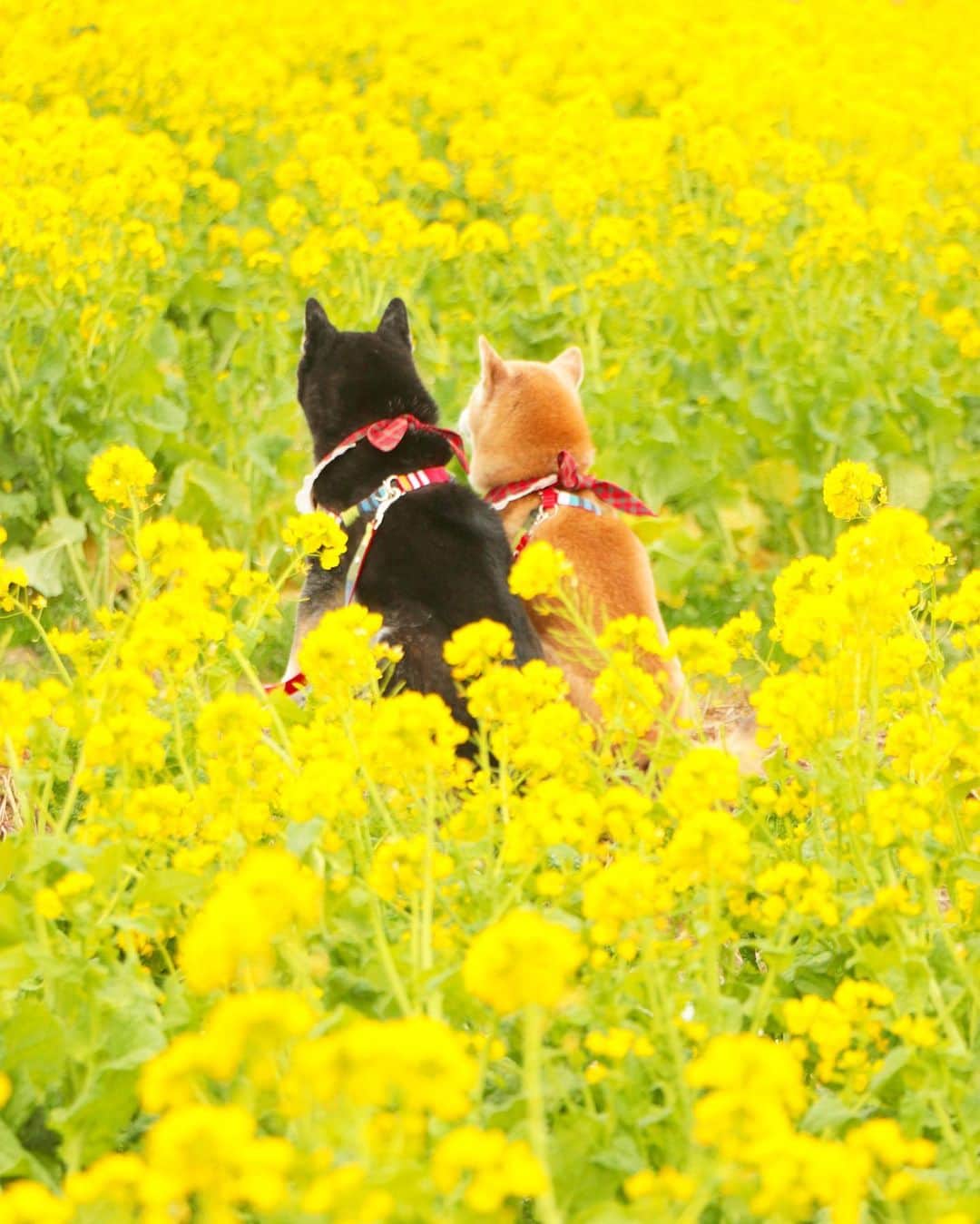 柴犬 けんしろう ゆりあのインスタグラム：「🐶🌼🐶  今週もおつかれさまでした💛 がんばったみなさんに にぴきから千葉の菜の花をお届け〜🌼 . . 今日はけんちゃんの鍼灸治療で病院へ🏥 この2週間、肉野菜スープにふやかすフードの量を増やして食べさせてきたので、絶対に体重増えてると思ったのに.. まさかの350gマイナスの7.35kg。なぜ？？夜間の徘徊で運動量が増えてるからかなぁ。あとは、ゆりあが、お皿から盗んで食べるのはダメだけど、口からこぼしたのはOKという自己ルールを決めて、けんちゃんの横にはりついて、口からこぼした瞬間食べちゃってるアレが原因かな🤣🤣🤣 . . Location:Chiba(2020年1月撮影)」