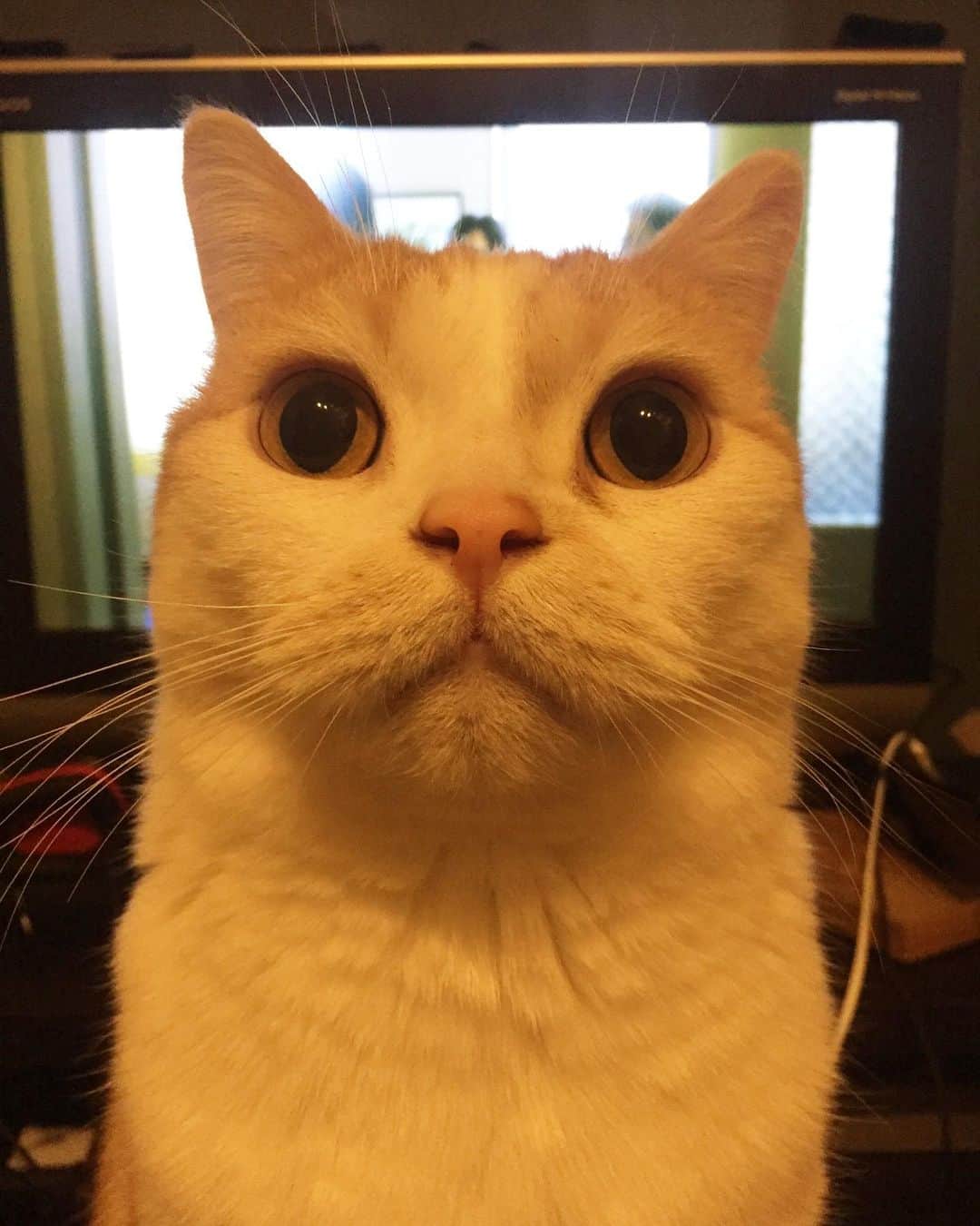 にゃんすくんのインスタグラム：「TVが見えない。  #たまにど正面にくる #猫あるある」