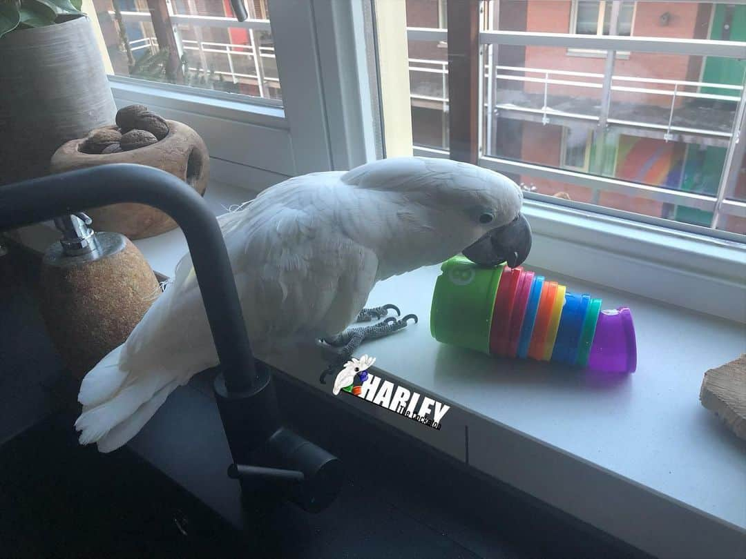 ? Enjoy Harley's Lifeさんのインスタグラム写真 - (? Enjoy Harley's LifeInstagram)「❣️Happy Friday everyone ❣️#weekend#friday#pets#playing#cute#instadaily#instagram #instadailyphoto #instalike #photooftheday #harleythecockatoo #bird#cups❣️」2月12日 20時15分 - harleythecockatoo