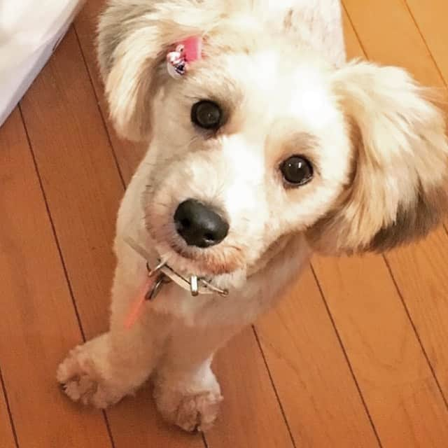 畠山愛理さんのインスタグラム写真 - (畠山愛理Instagram)「🐾 実家のシェリちゃんは いつも脚が綺麗な バレエの1番になります♡☺️」2月12日 20時15分 - airihatakeyama