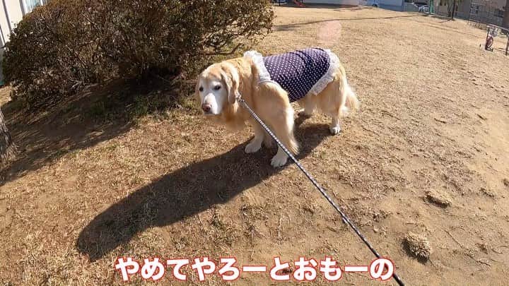 まゆみのインスタグラム：「。 。 #本日のYouTube より 。 起きてきたと思ったのに やっぱり行く気なかった😂 。 そしていつもの 。 やめてやろーとおもーの🐶 。 の最中 。 背後から あははははははは🤣 ひひひひひひひひー🤣 。 本当にこういう犬いるんだ なんかの動画で見たことあるけど 本当なんだ😂😂😂 。 と、お仕事休憩中の方に あーちゃんと私のやり取りを一部始終見て めちゃくちゃ笑われたとさ😅 。 。 #本当なんだってば #いるんだってば #ここに 。 。 #ゴールデンレトリバー#goldenretriever#dog#犬#あーるん#golden#retriever#doglover#insta_dog#ぺんぺん子ちゃん#welovegoldens#Instagram#Instagramjapan#Instagramdogs#9gag#dogstagram#dogsofinstagram#dogs#doggy」