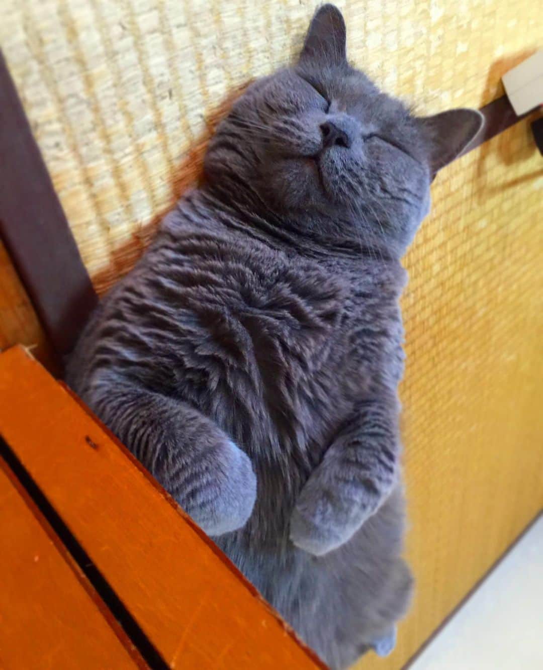 チキン南蛮カレーのルウ王子のグルメインスタ