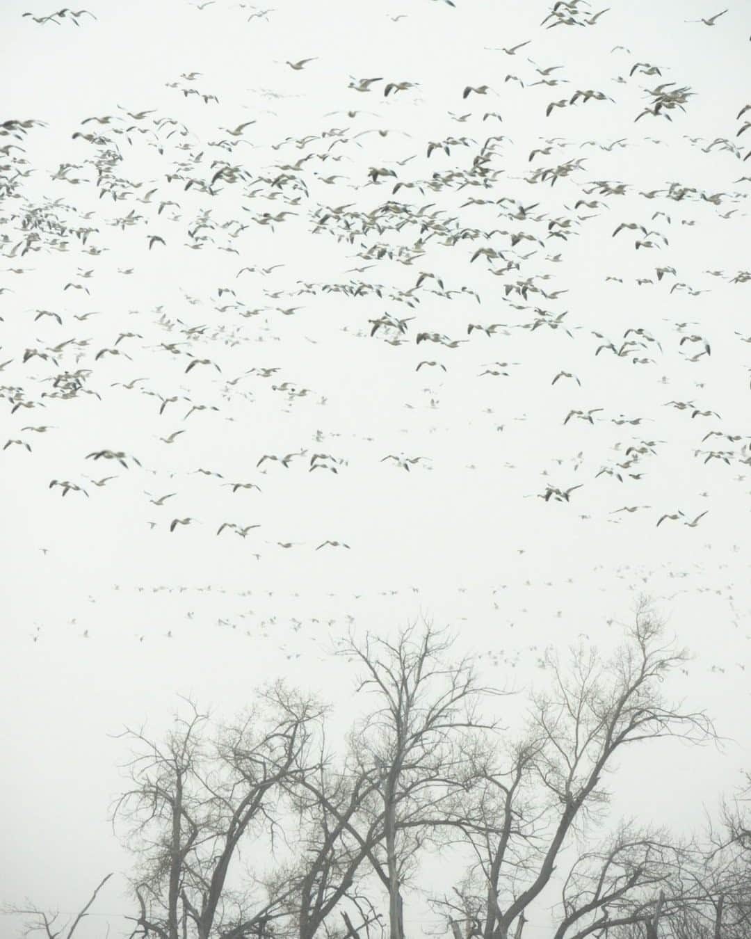 National Geographic Travelさんのインスタグラム写真 - (National Geographic TravelInstagram)「Photo by @steven_gnam / Snow geese and other waterfowl fly north along the Central Flyway en route to nesting grounds in the Arctic. #migration #geese #spring」2月12日 20時38分 - natgeotravel